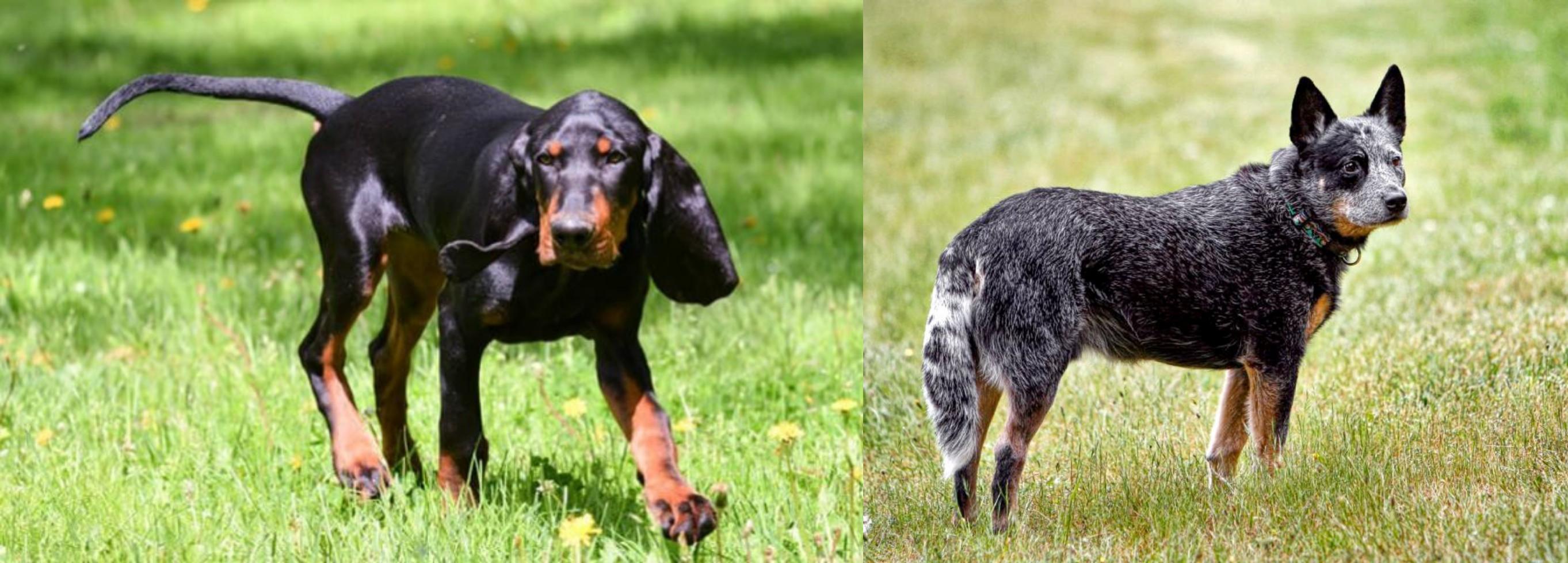 black and tan blue heeler
