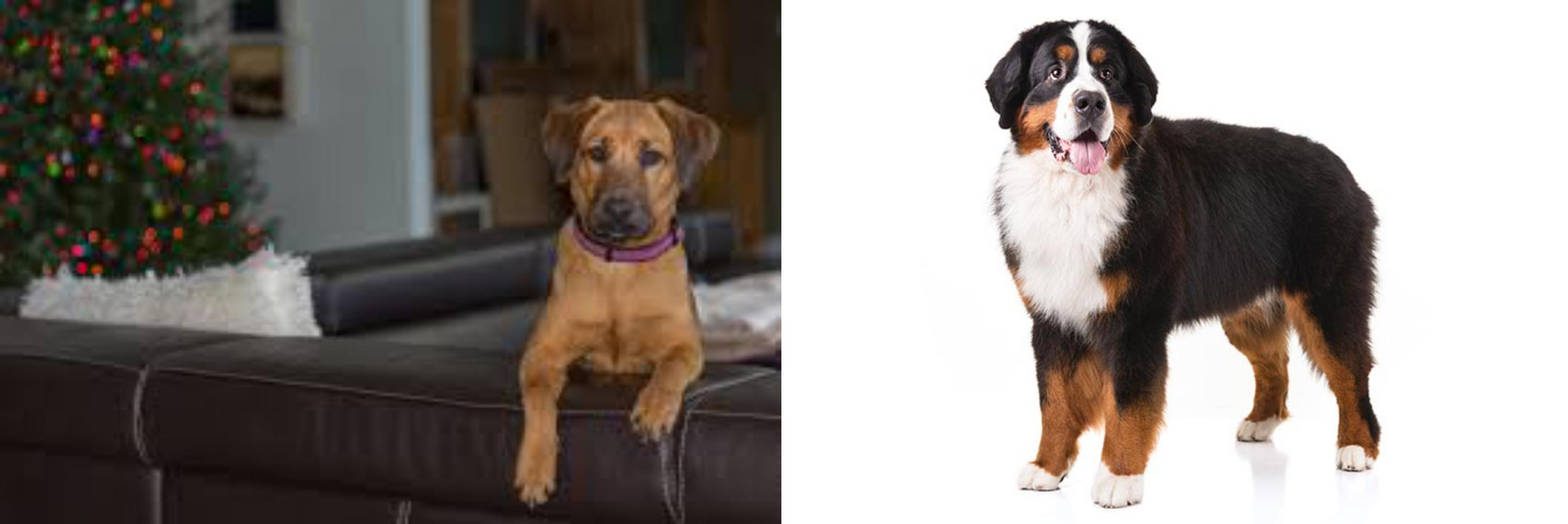 Black Mouth Cur Vs Bernese Mountain Dog Breed Comparison