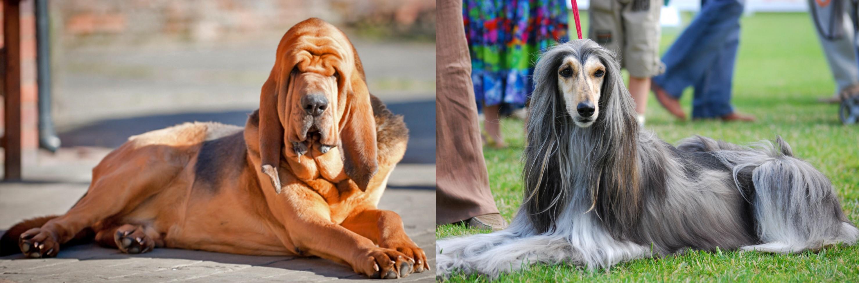 sage mountain bloodhounds