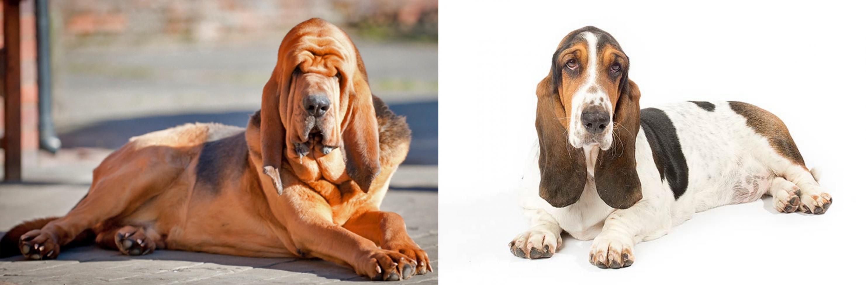 Bloodhound vs Basset Hound Breed Comparison MyDogBreeds
