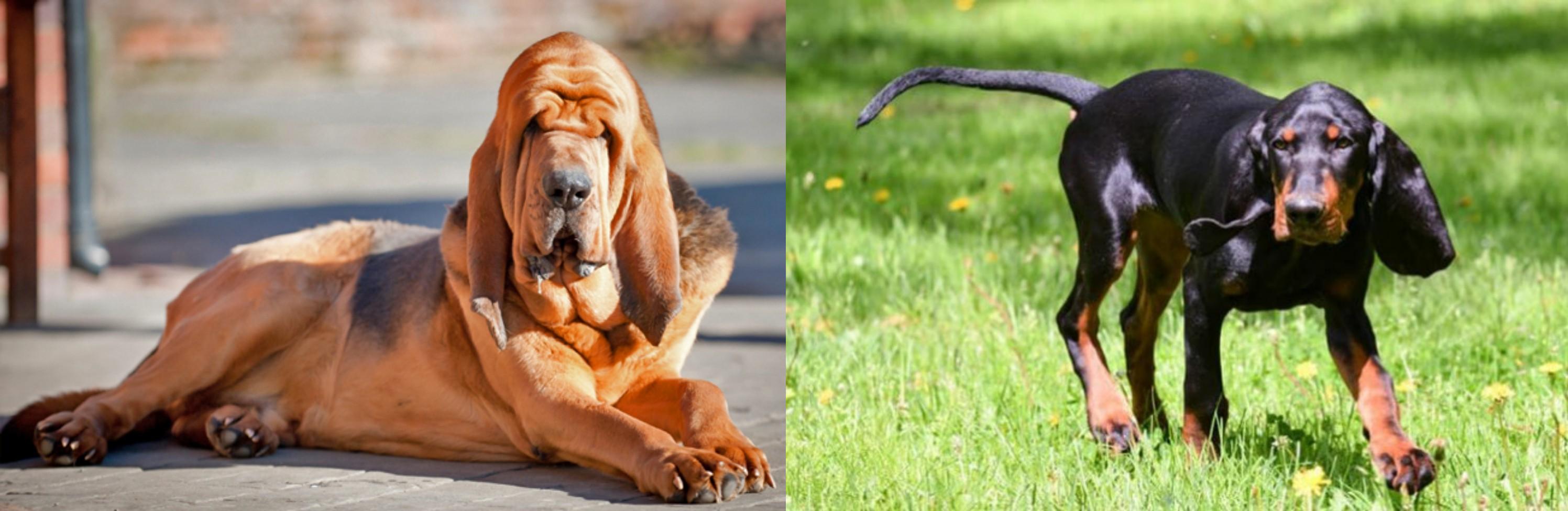 bloodhound coonhound