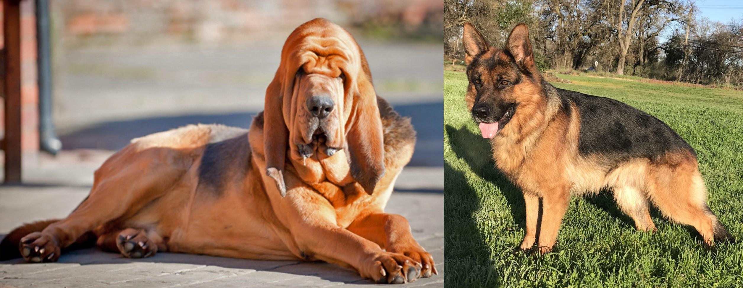 Bloodhound Vs German Shepherd Breed Comparison Mydogbreeds