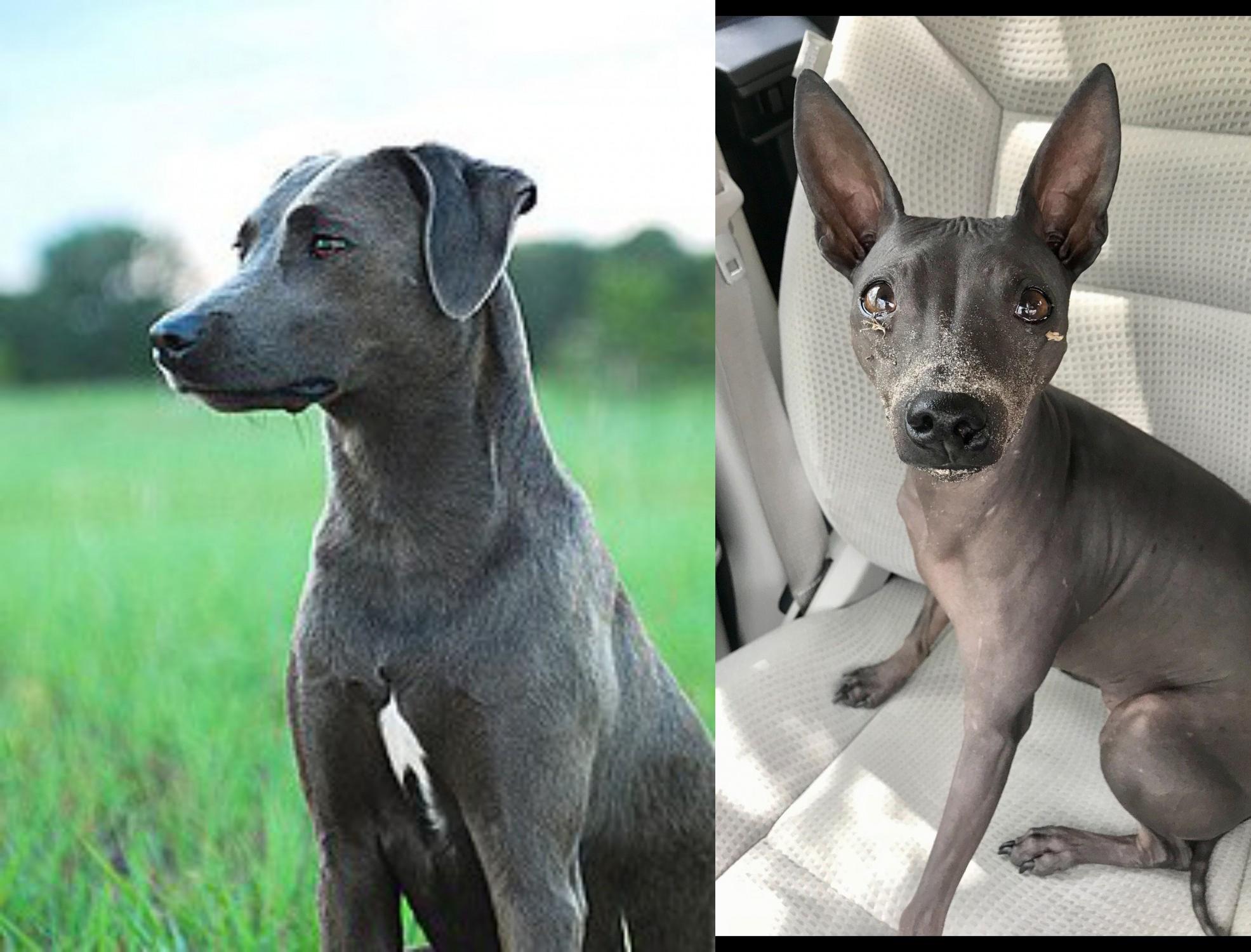 Blue Lacy Vs American Hairless Terrier Breed Comparison