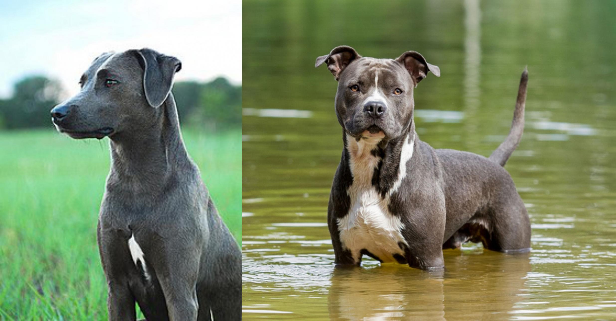 Fonkelnieuw Blue Lacy vs American Staffordshire Terrier - Breed Comparison LX-65