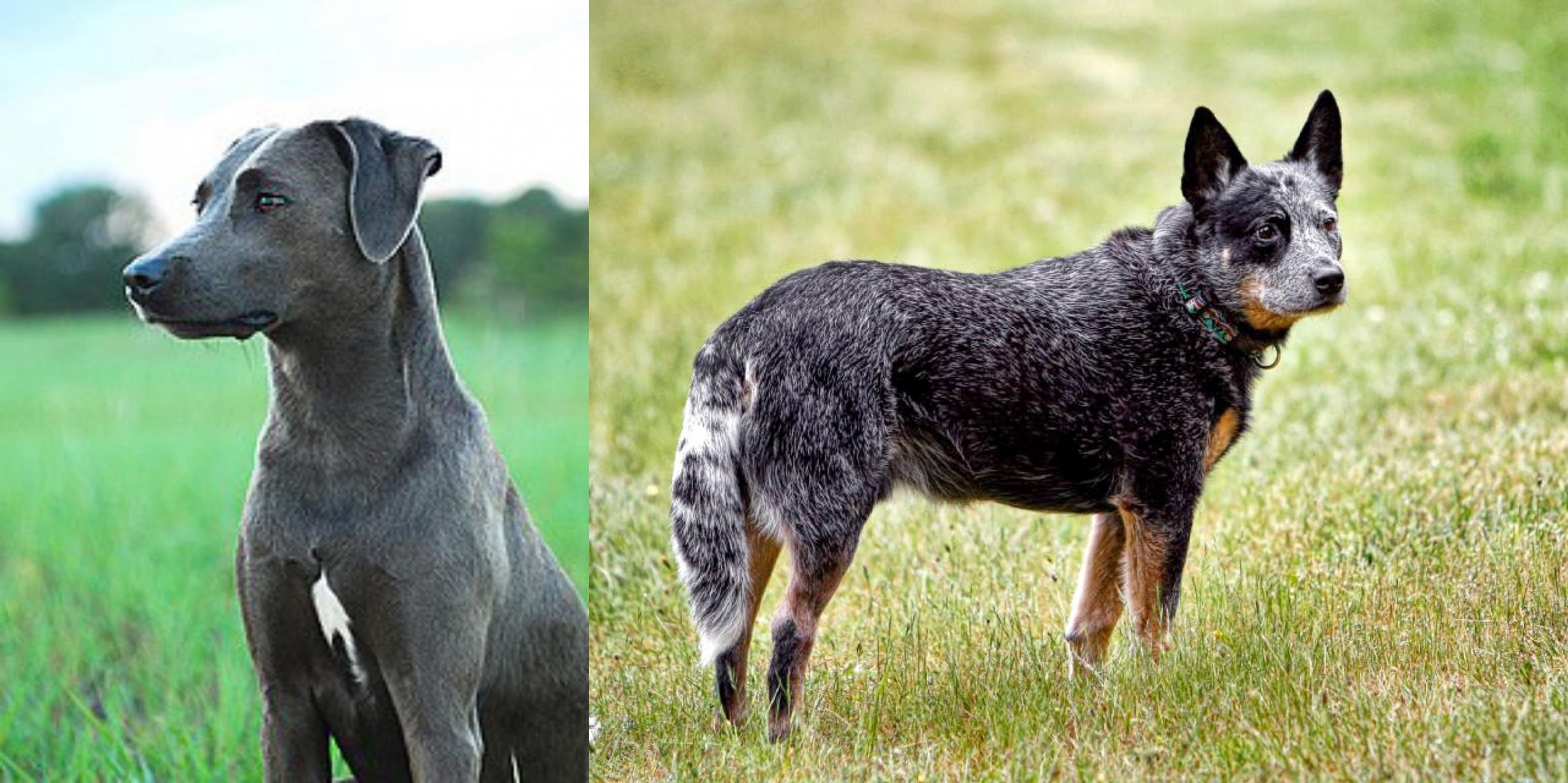 blue heeler aggressive breed