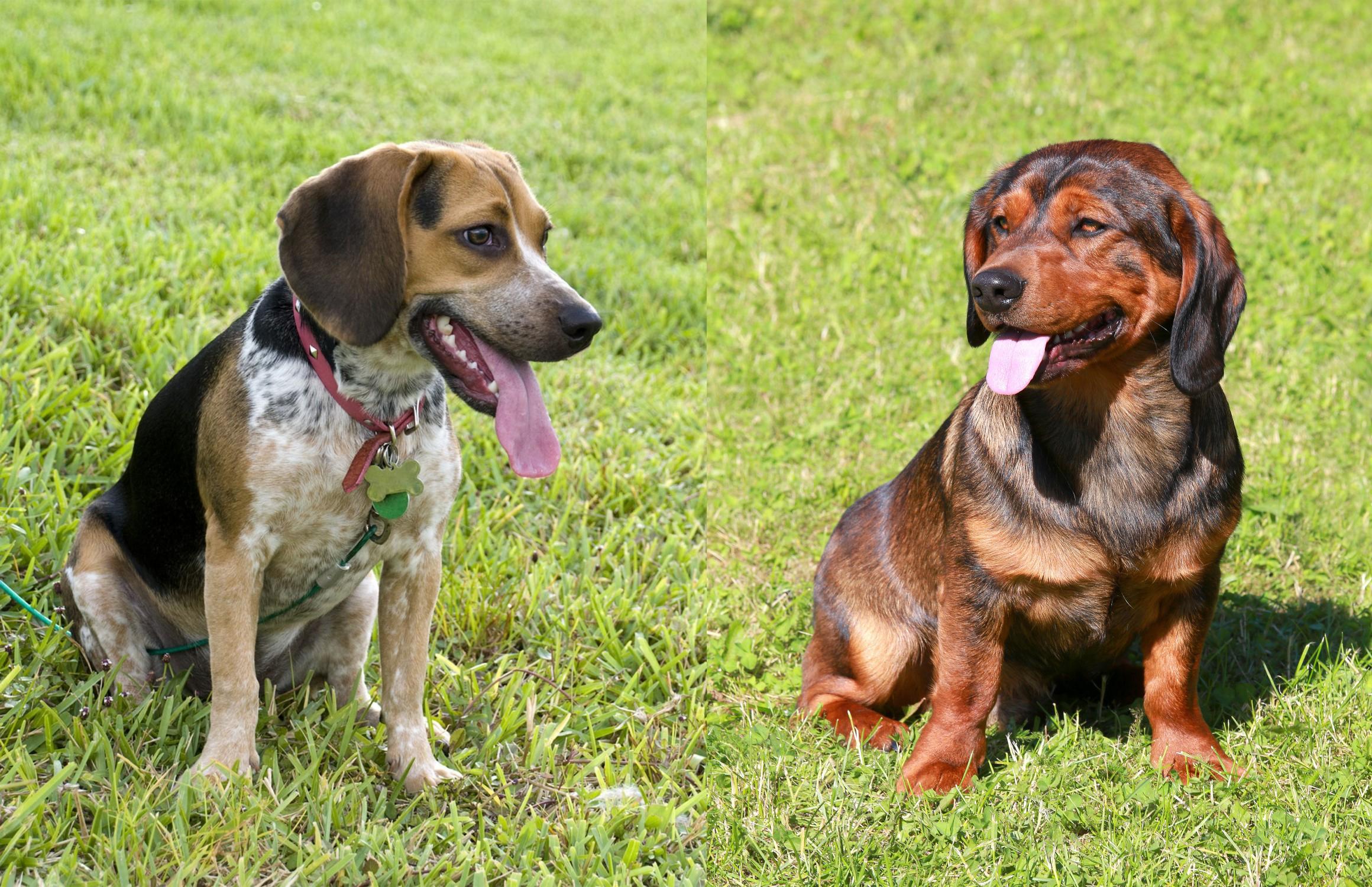 Bluetick Beagle vs Alpine Dachsbracke Breed Comparison