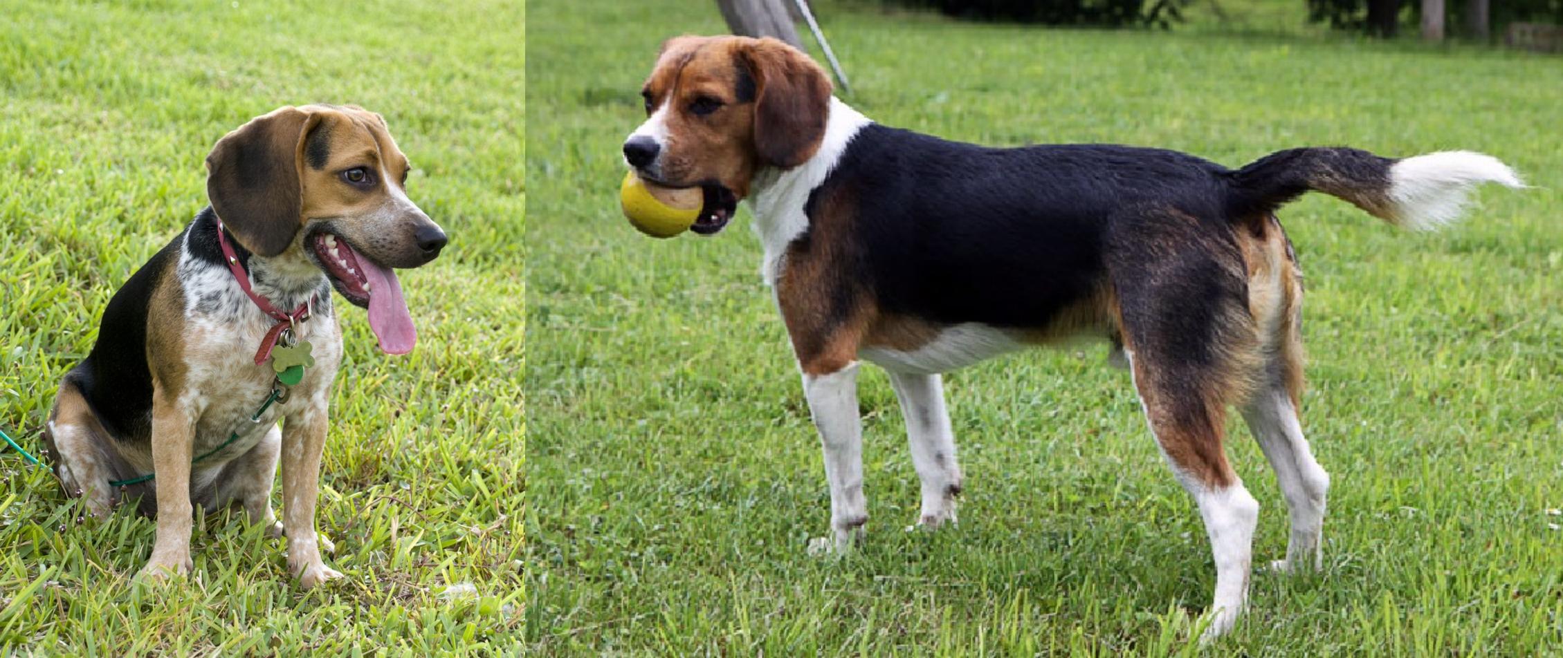 Bluetick Beagle vs Beaglier Breed Comparison MyDogBreeds