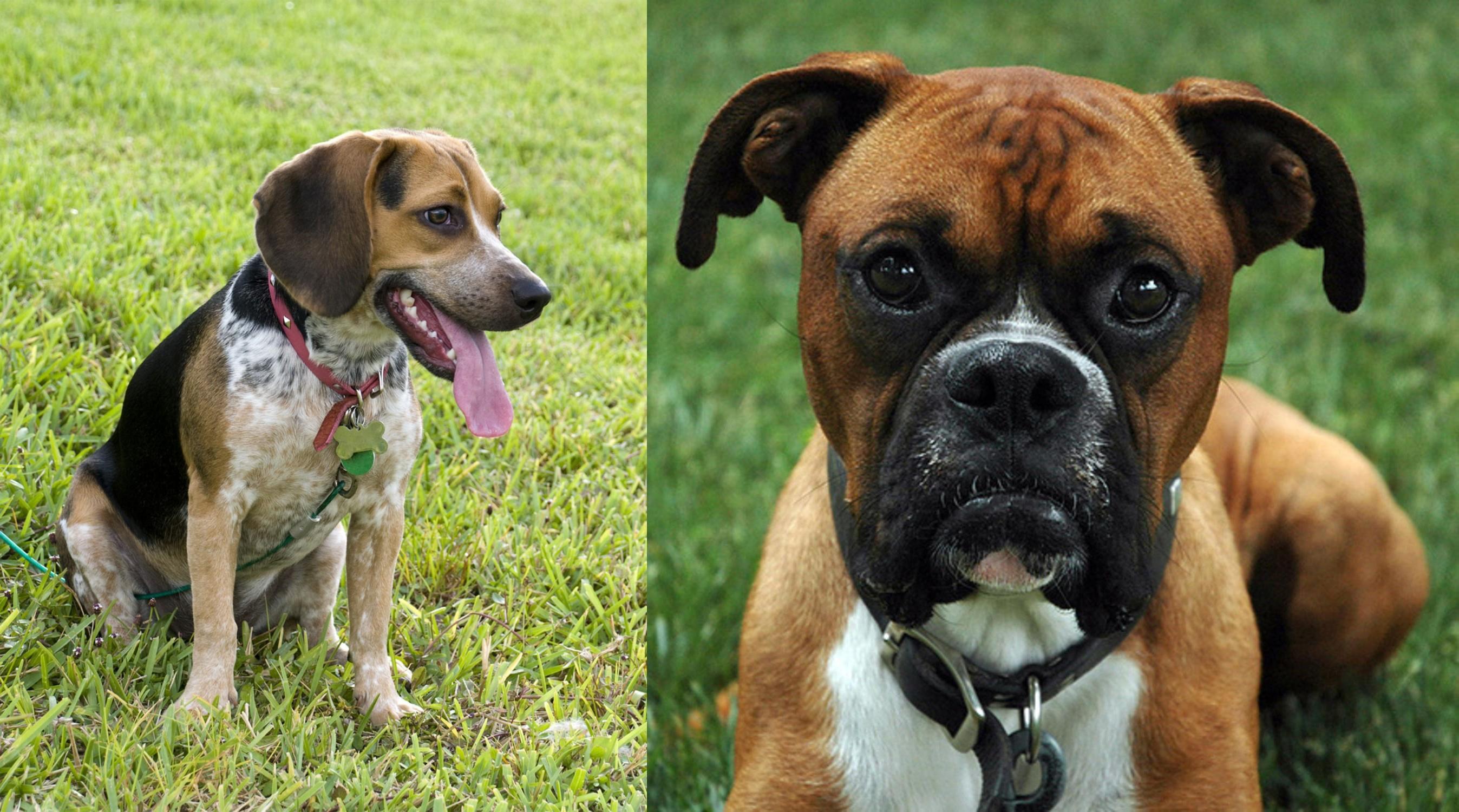 Bluetick Beagle vs Boxer Breed Comparison MyDogBreeds