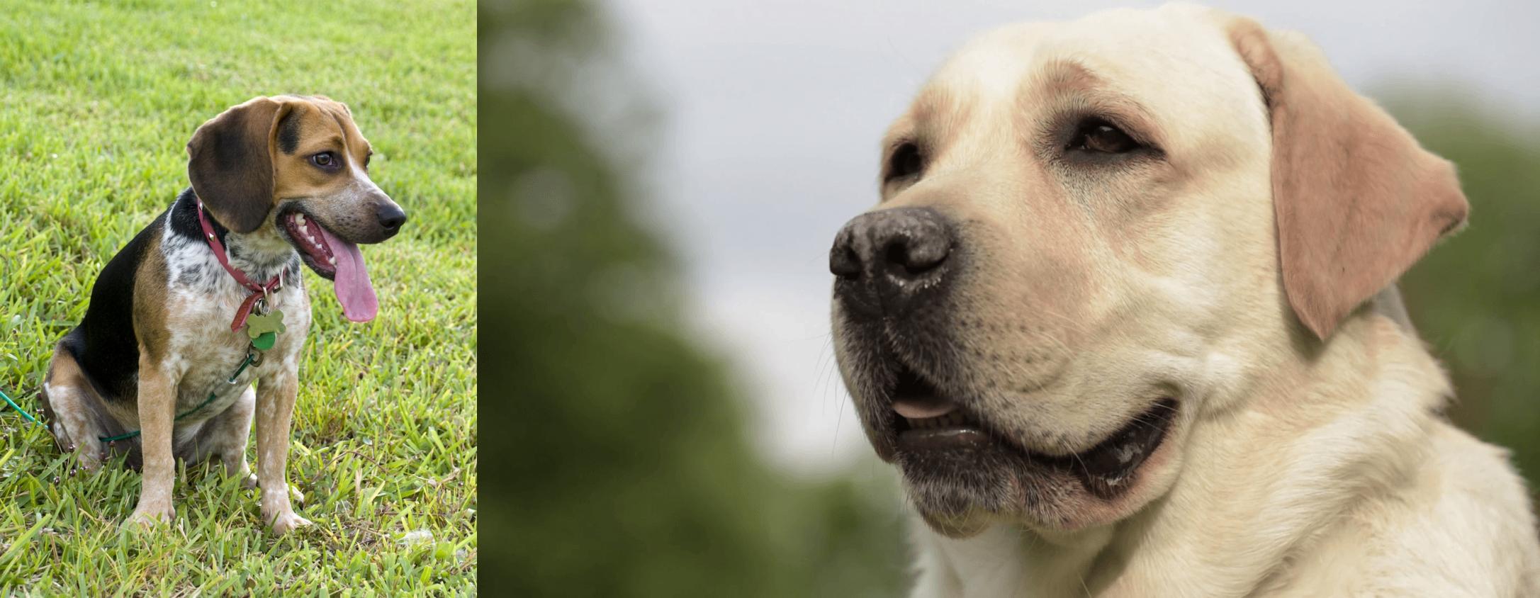 Bluetick Beagle vs Labrador Retriever Breed Comparison