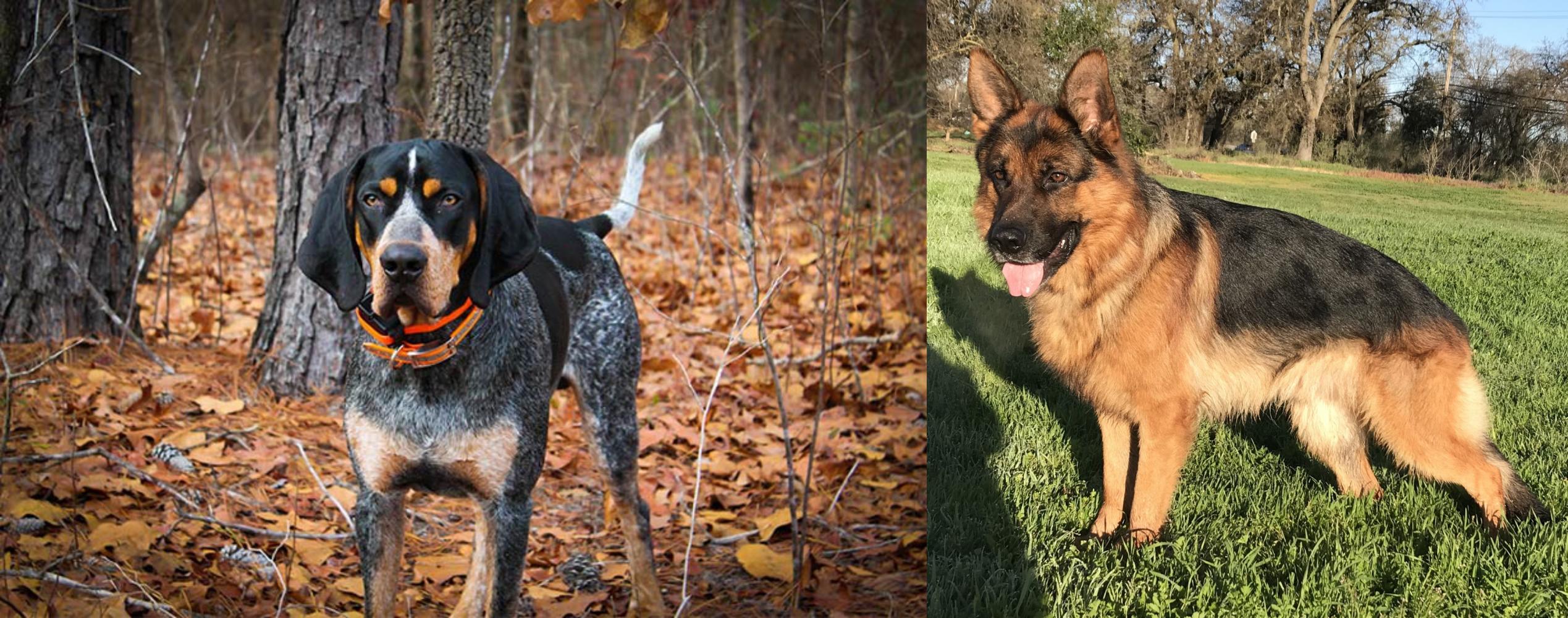 Bluetick Coonhound Vs German Shepherd Breed Comparison