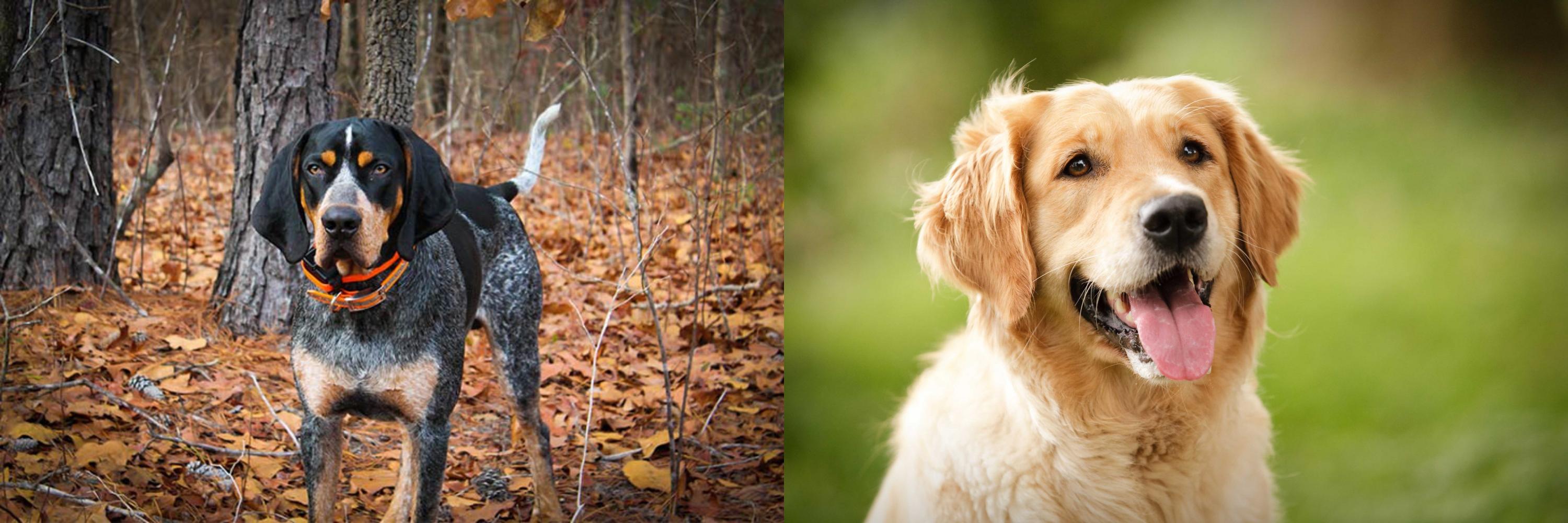 bluetick coonhound golden retriever mix
