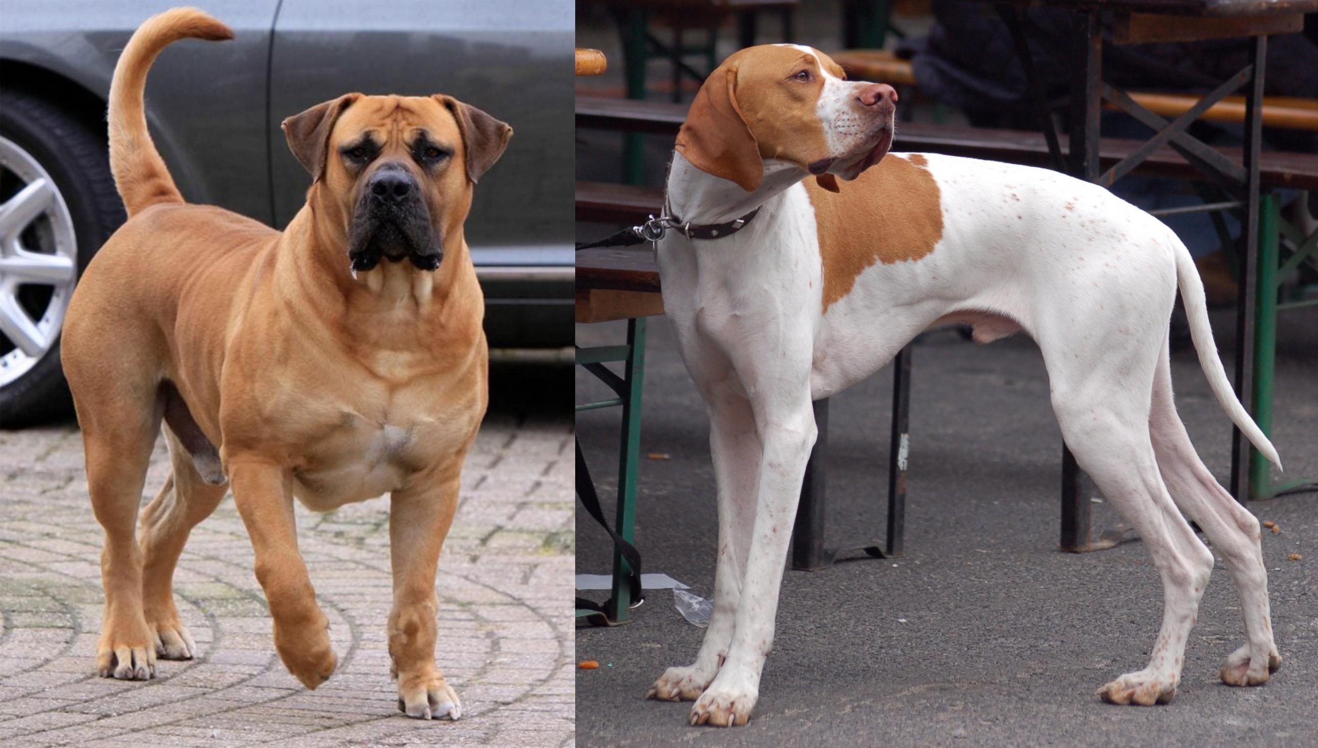 boerboel