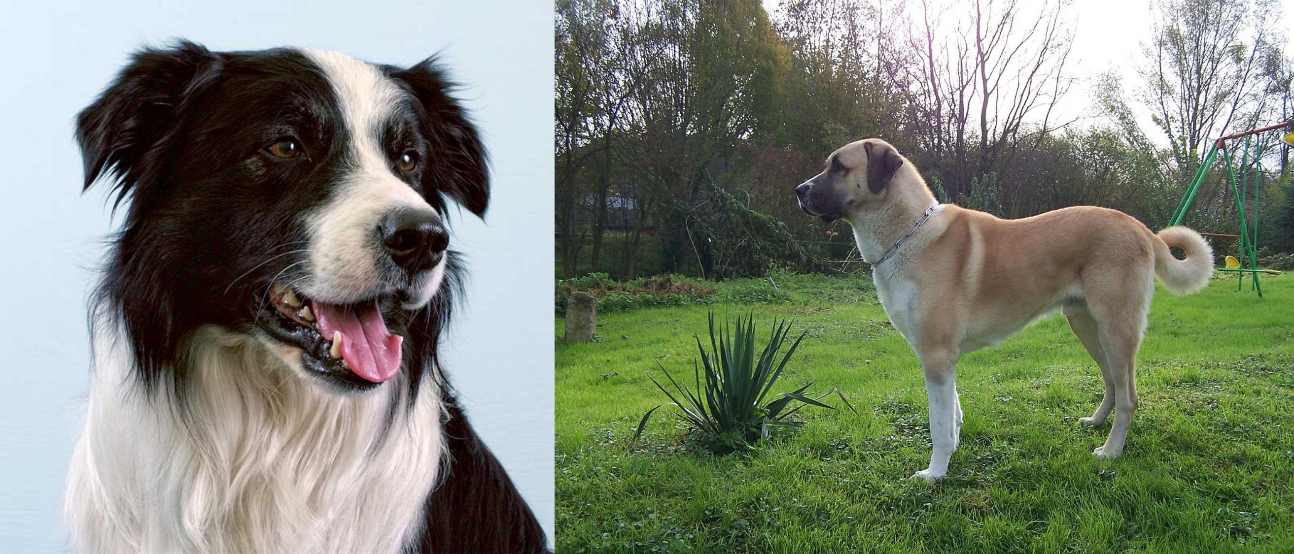 petco heartworm test