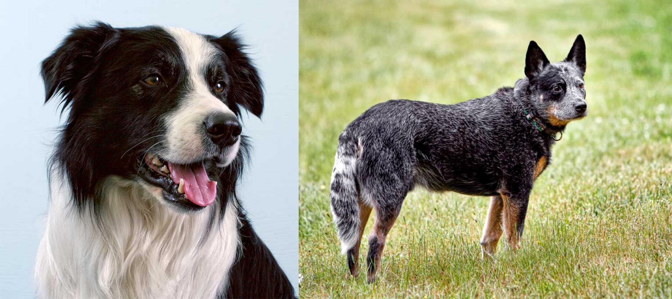 border collie e blue heeler