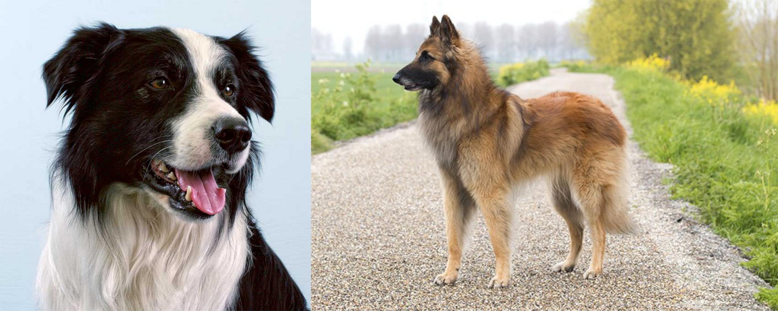 Border Collie Vs Belgian Shepherd Dog Tervuren Breed Comparison