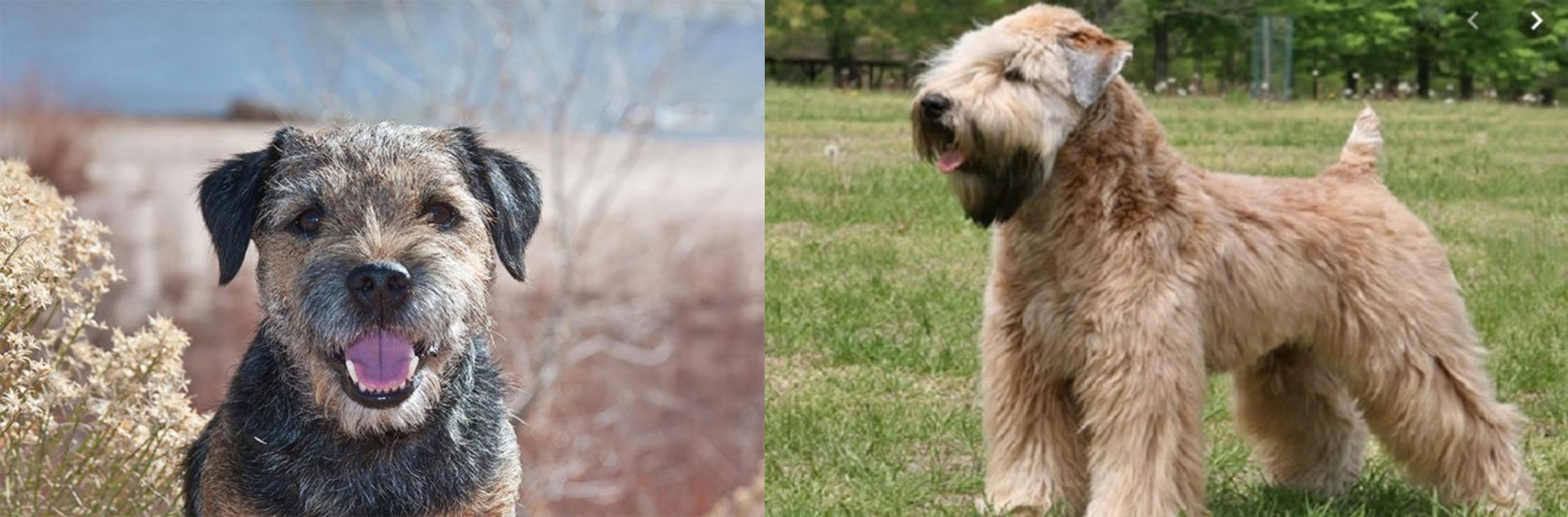 Wheaten Terrier vs Border Terrier Breed Comparison