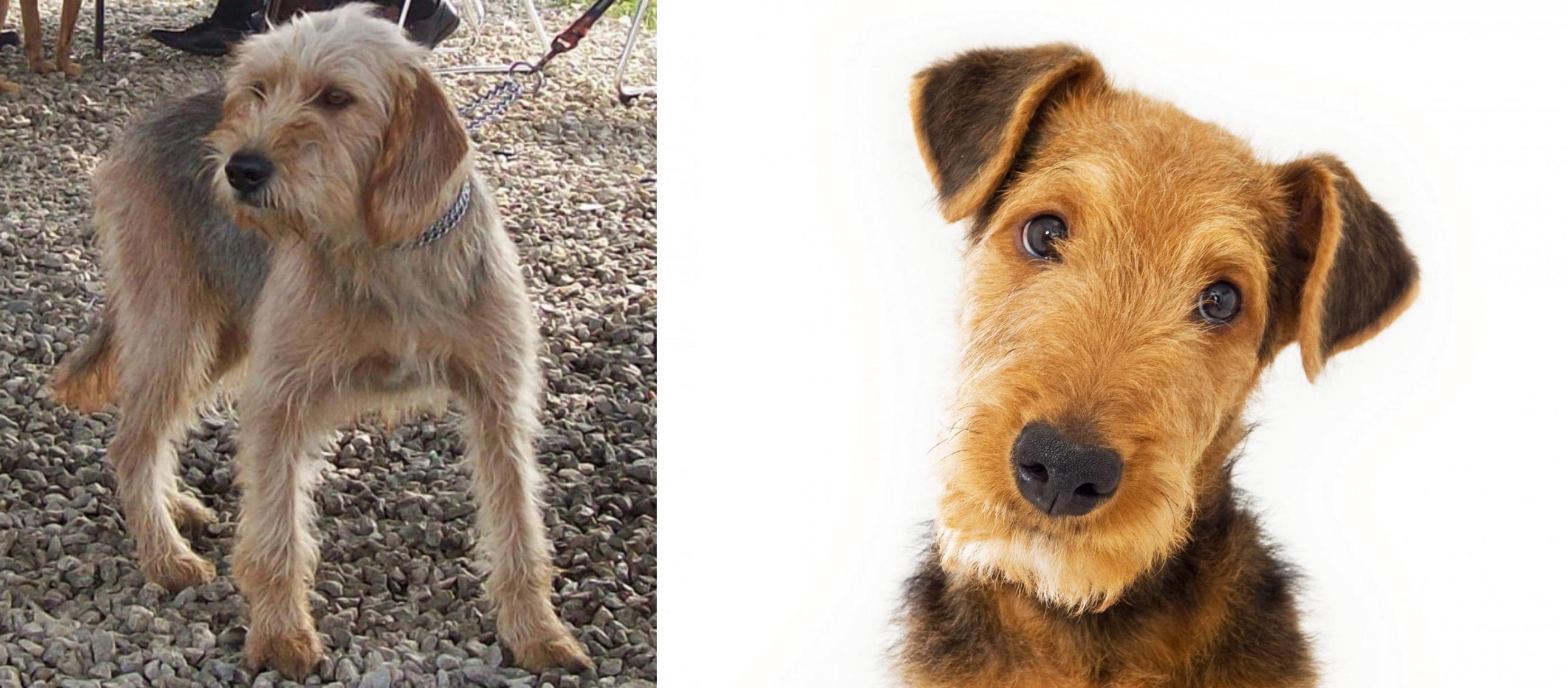 Bosnian Coarse Haired Hound Vs Airedale Terrier Breed Comparison