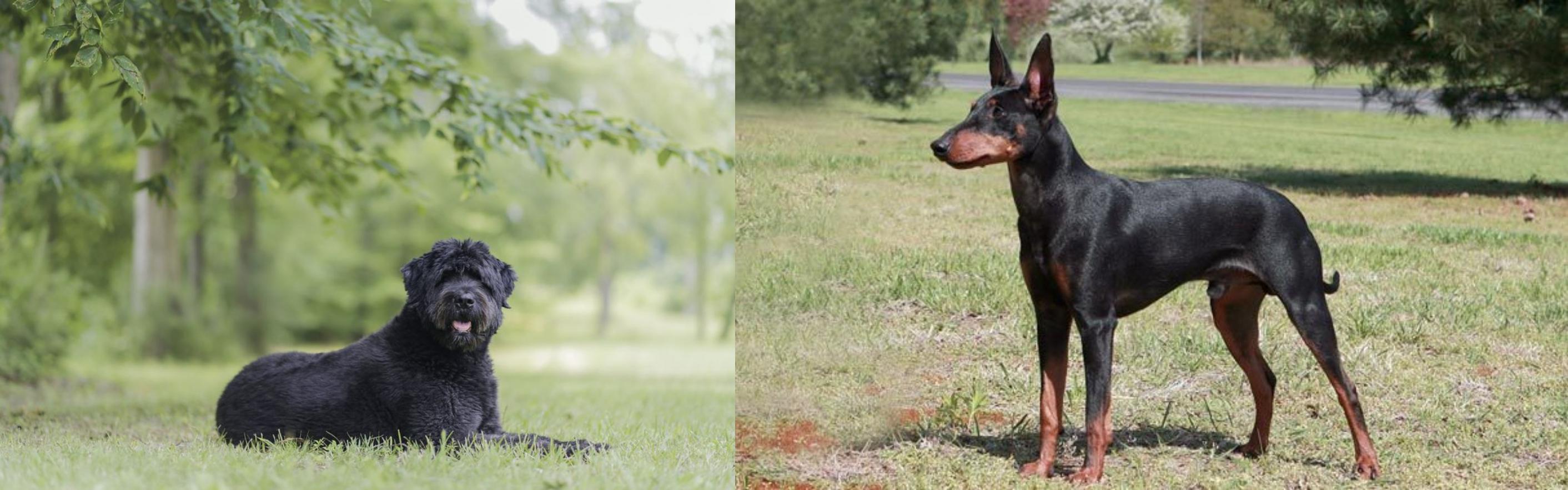 Manchester Terrier vs Bouvier des Flandres - Breed Comparison