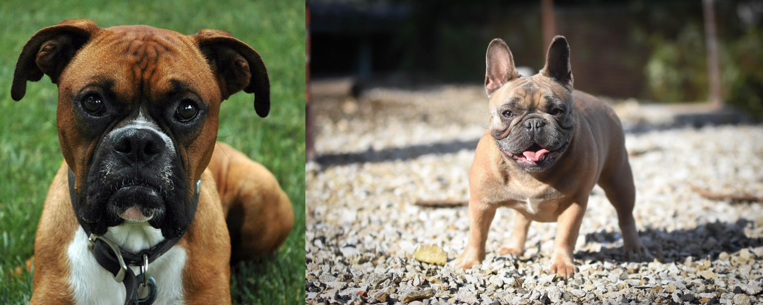 breeders 53+ French Bulldog Mix Breed Reviews Pin on love Boxers French Bul...