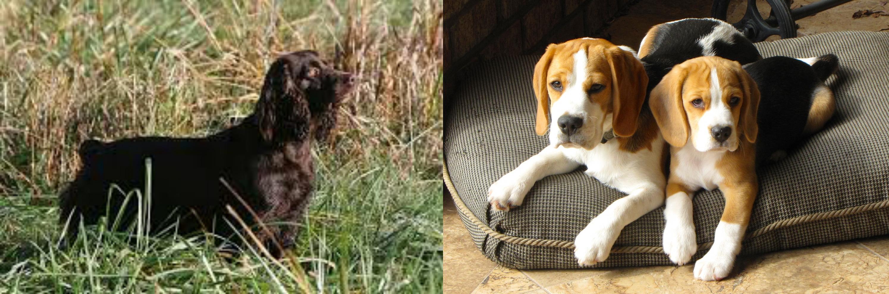 Boykin Spaniel Vs Beagle Breed Comparison Mydogbreeds