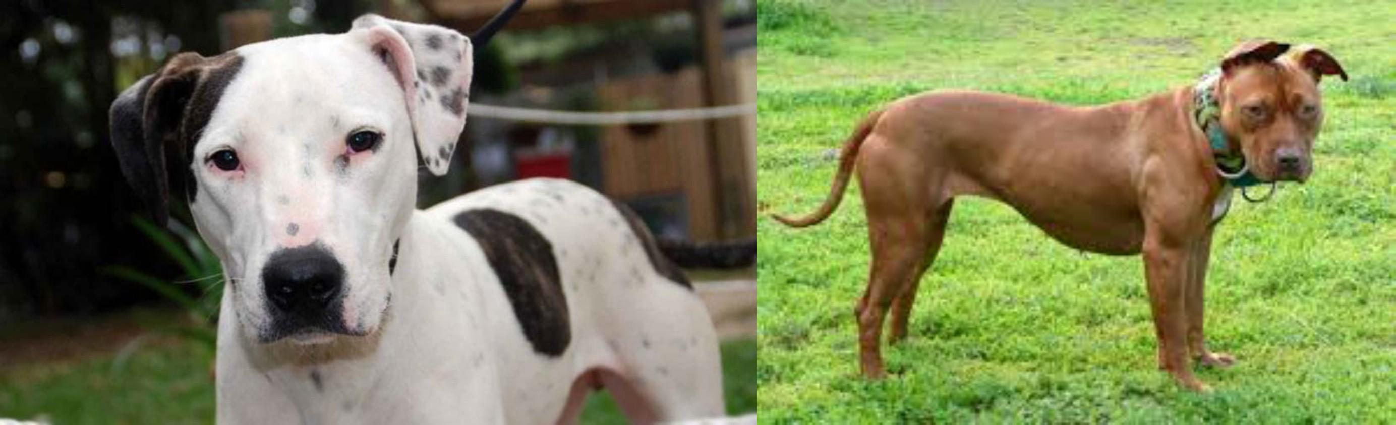 Bull Arab Vs American Pit Bull Terrier Breed Comparison