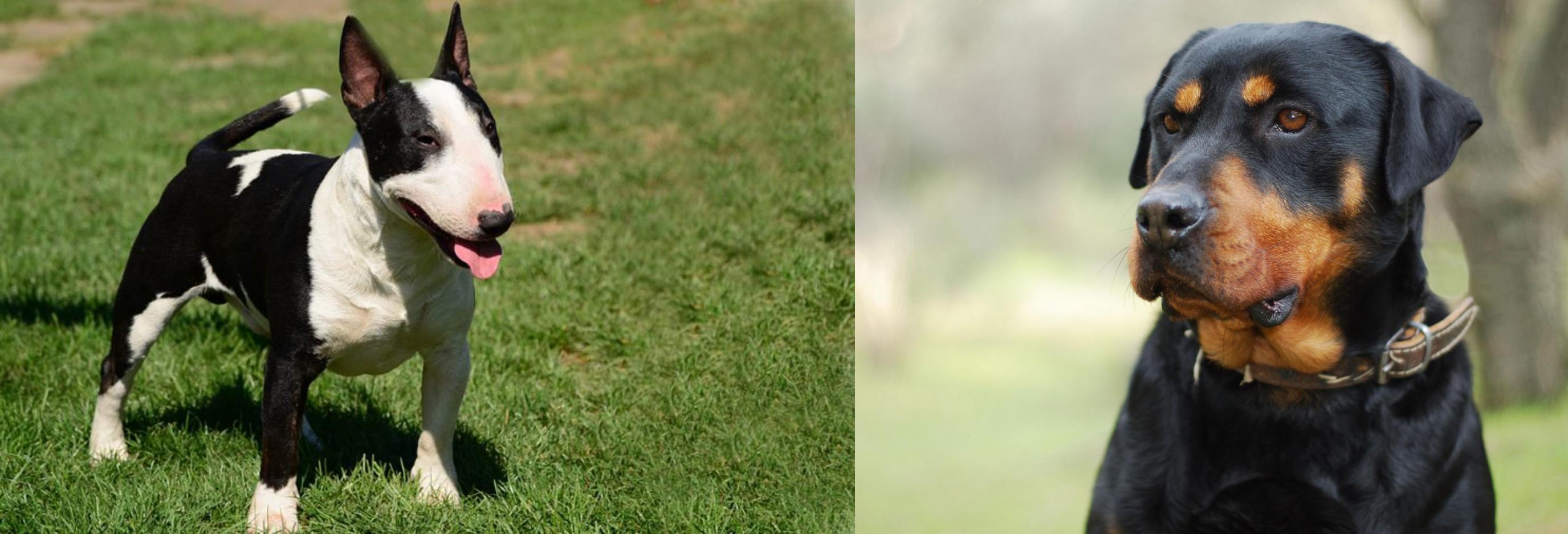 Bull Terrier Miniature vs Rottweiler Breed Comparison