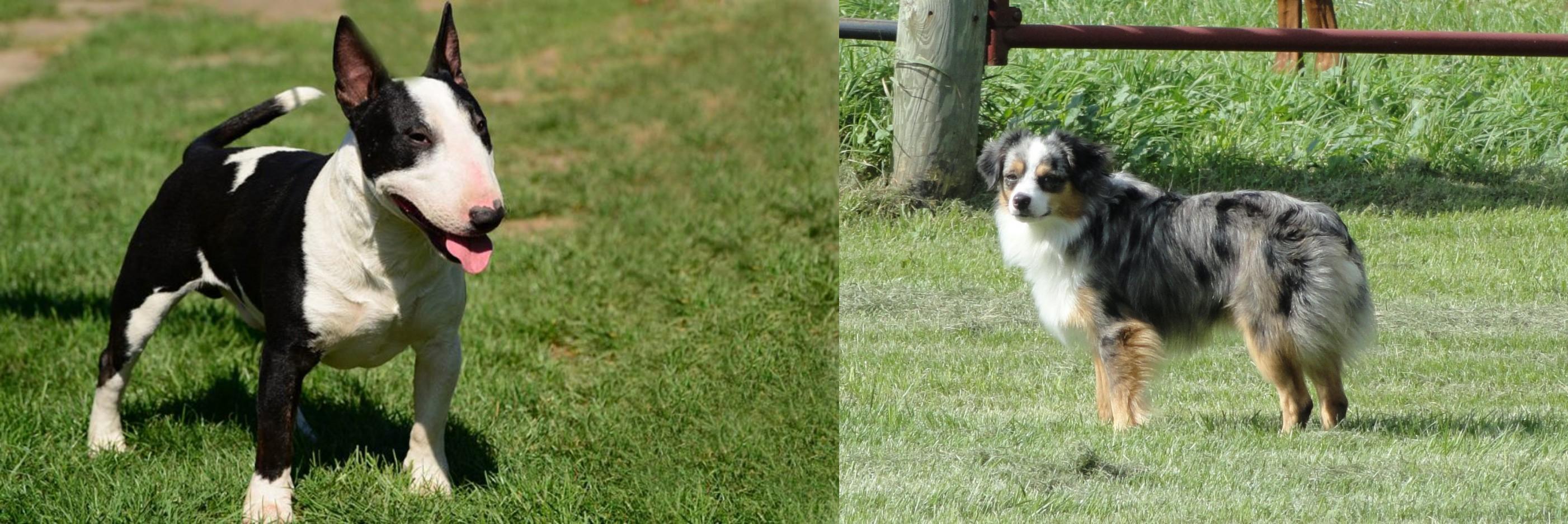 Toy Australian Shepherd vs Bull Terrier Miniature Breed