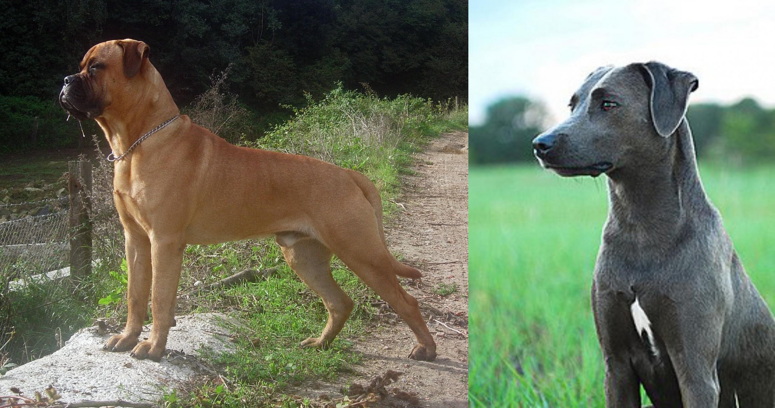 Bullmastiff Vs Blue Lacy Breed Comparison Mydogbreeds