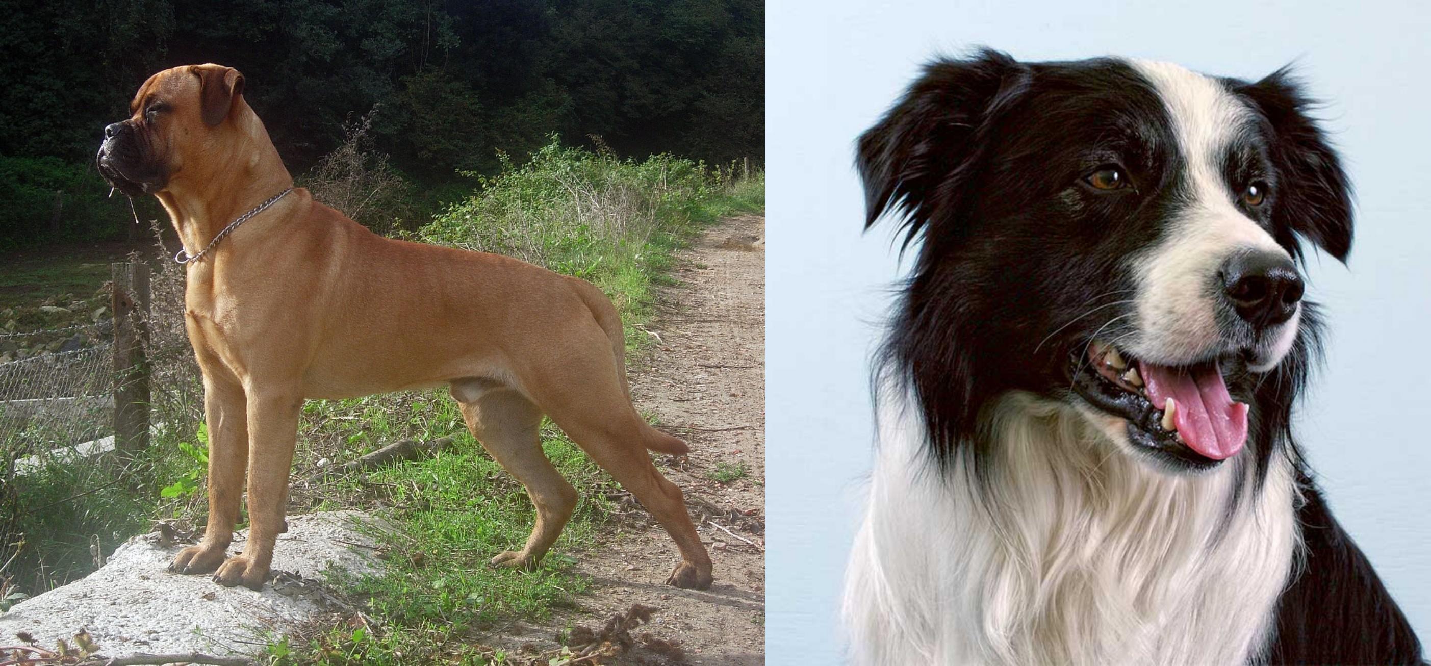 Bullmastiff Vs Border Collie Breed Comparison Mydogbreeds