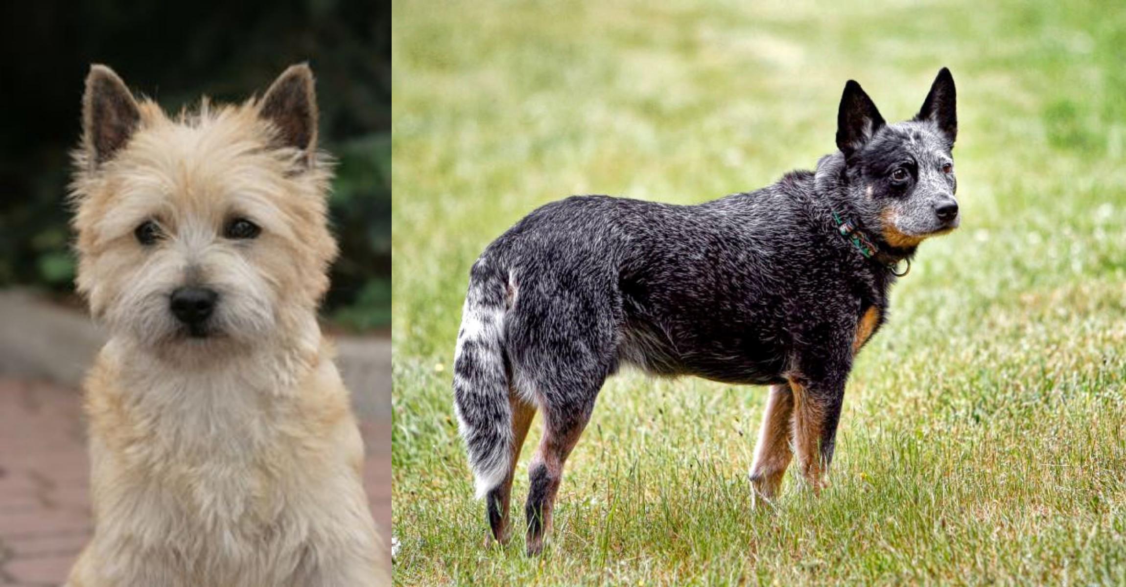 Cairn Terrier Vs Austrailian Blue Heeler Breed Comparison