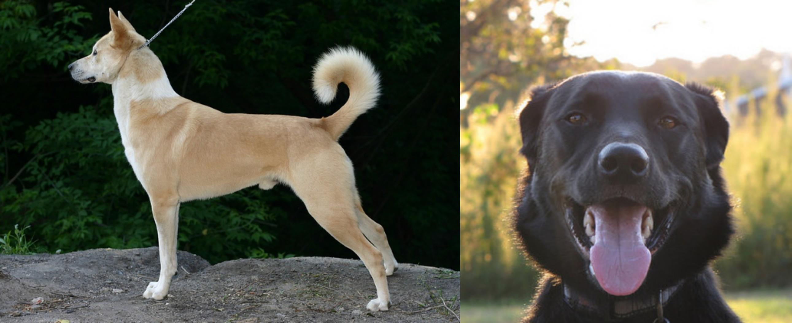Canaan Dog Vs Borador Breed Comparison Mydogbreeds