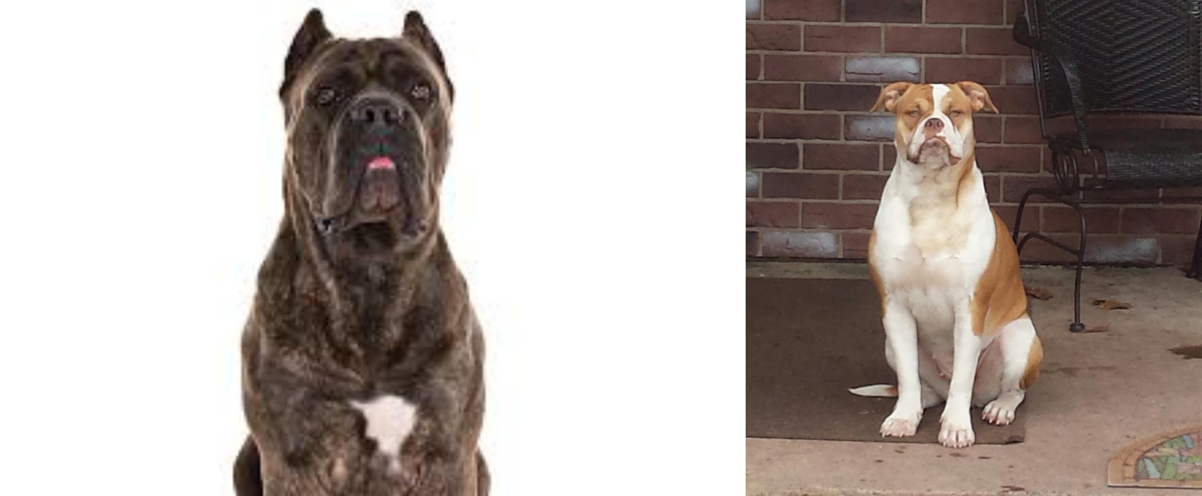 Cane Corso Vs Alapaha Blue Blood Bulldog Breed Comparison
