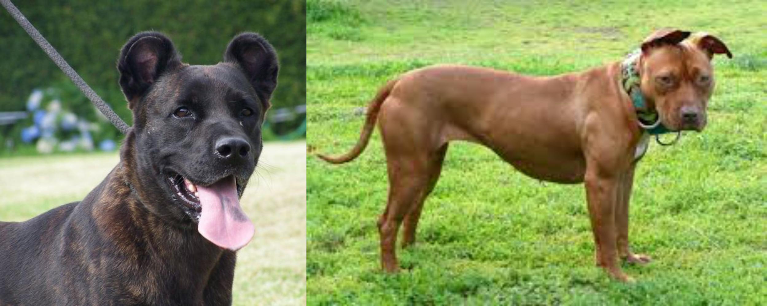 Cao Fila De Sao Miguel Vs American Pit Bull Terrier Breed Comparison