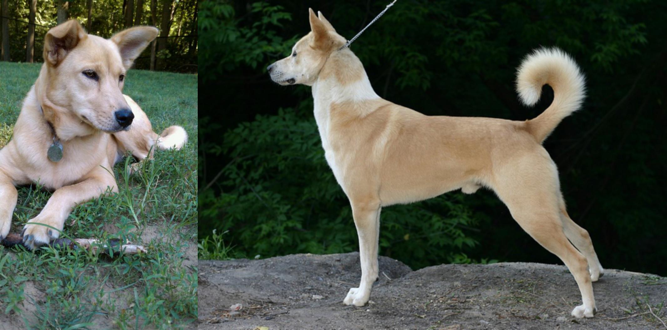 Carolina Dog Vs Canaan Dog Breed Comparison Mydogbreeds
