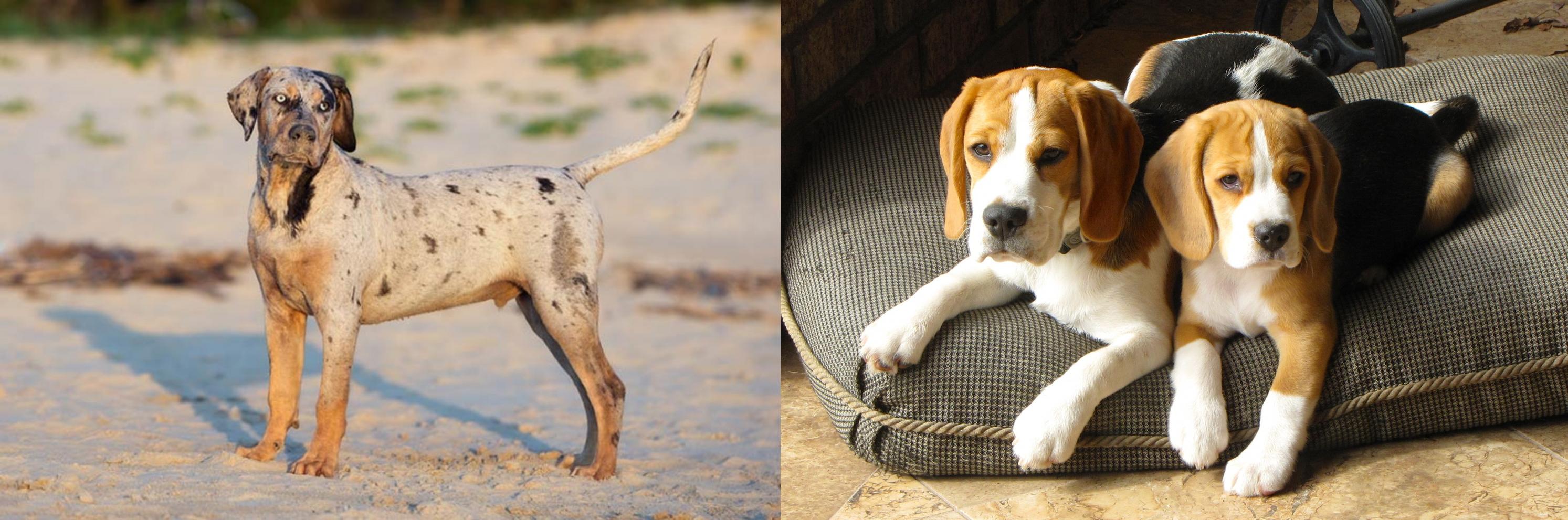 catahoula beagle