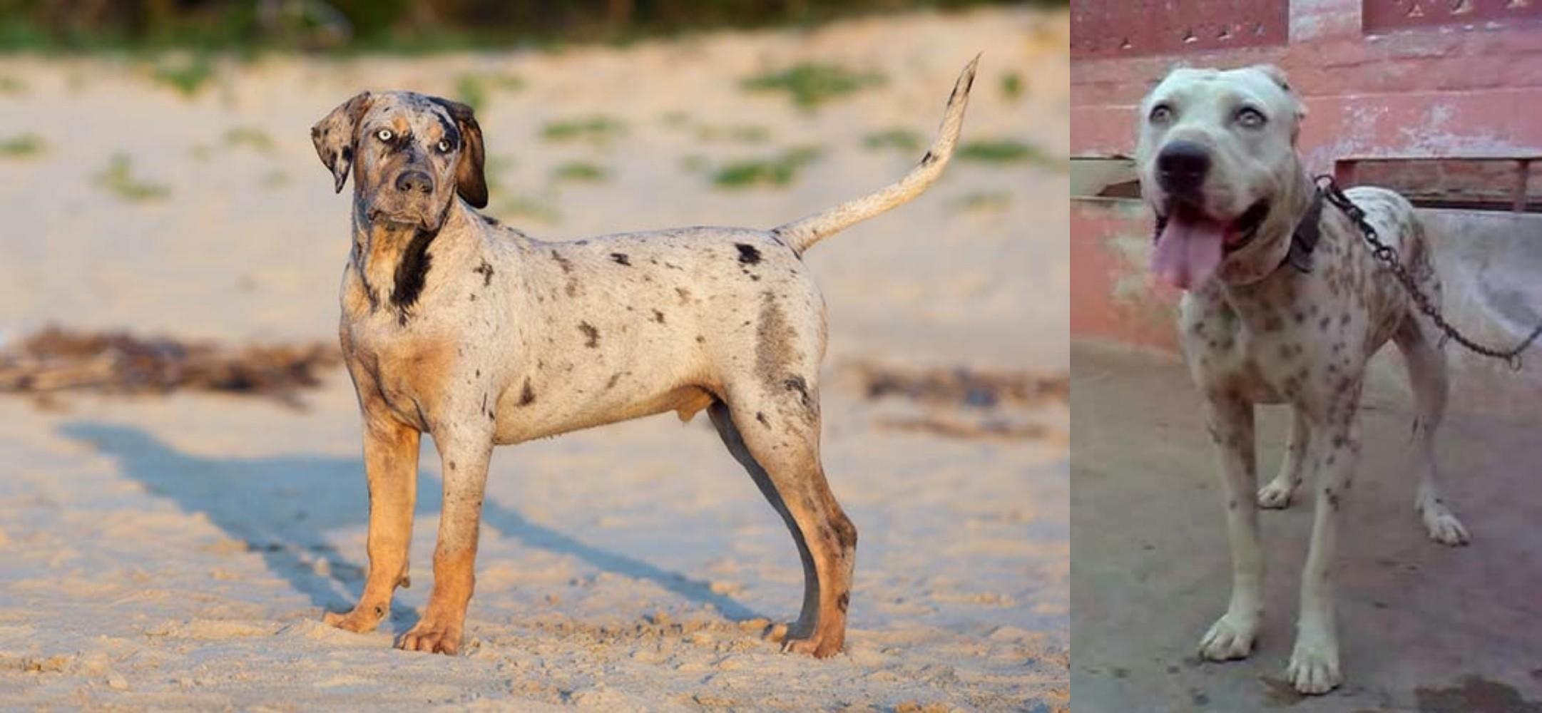 Sindh Mastiff vs Catahoula Cur Breed Comparison