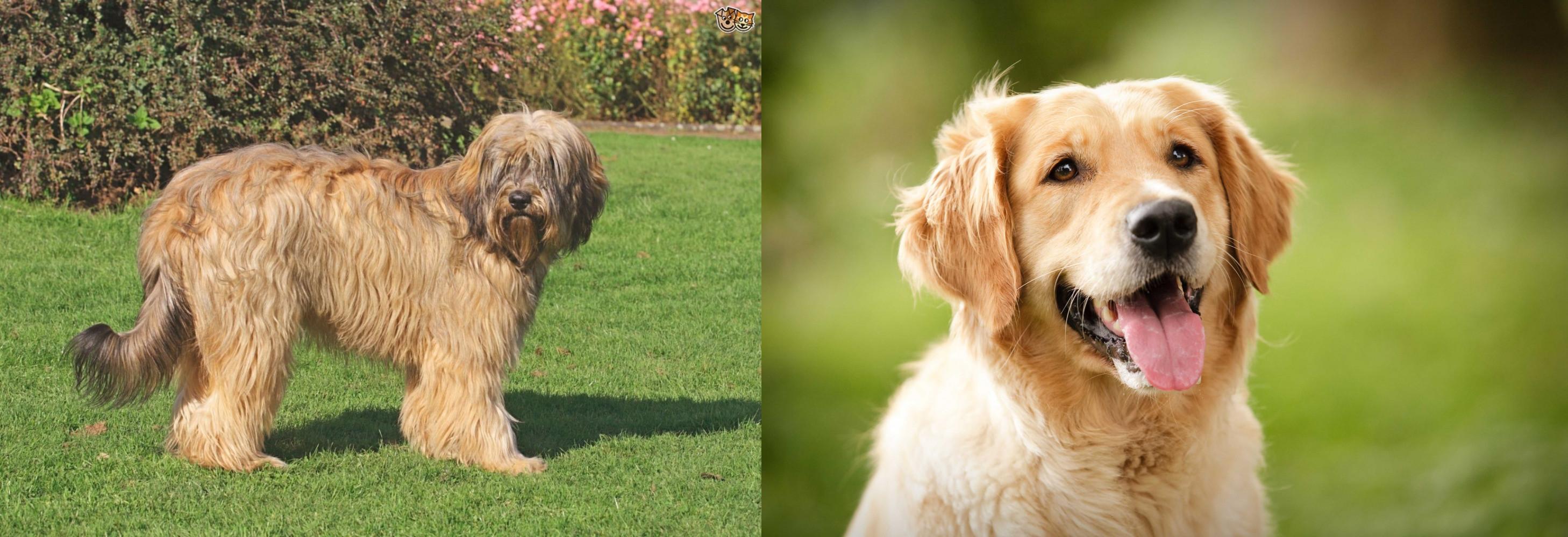 Catalan Sheepdog Vs Golden Retriever Breed Comparison