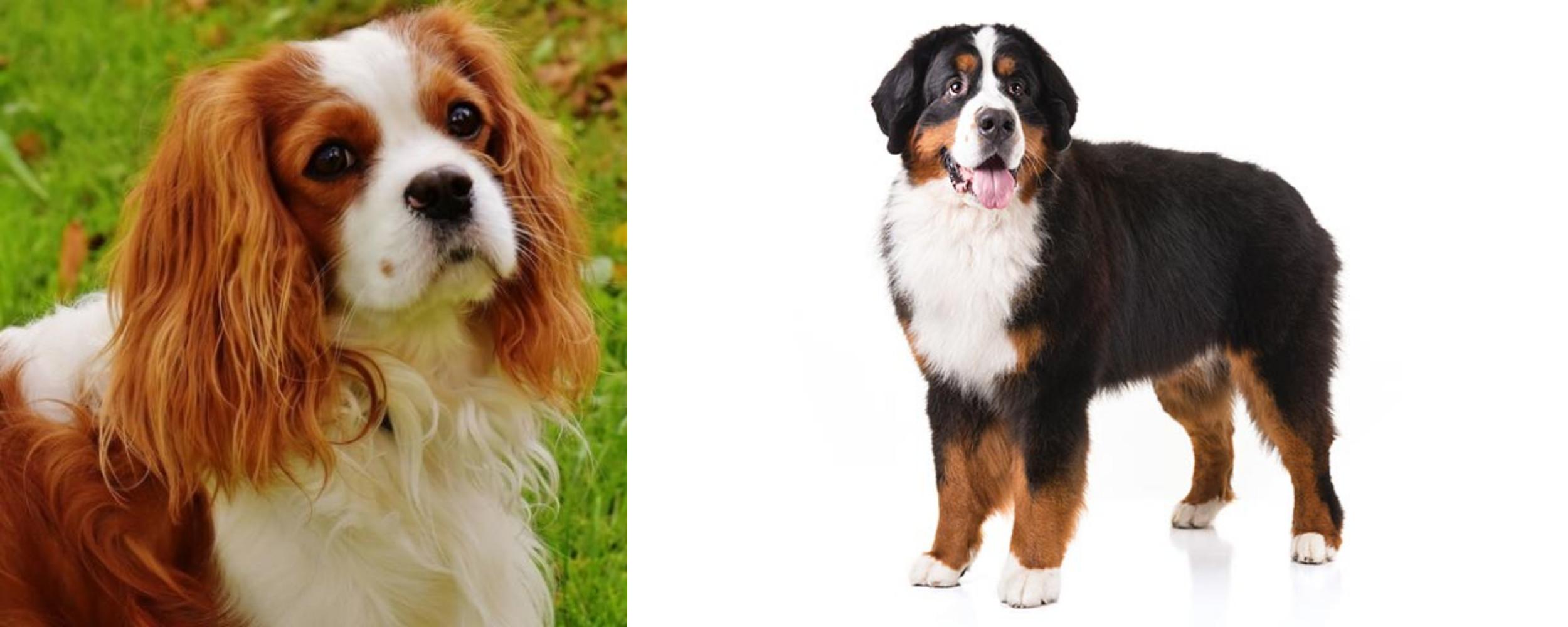 bernese mountain dog and cavalier mix