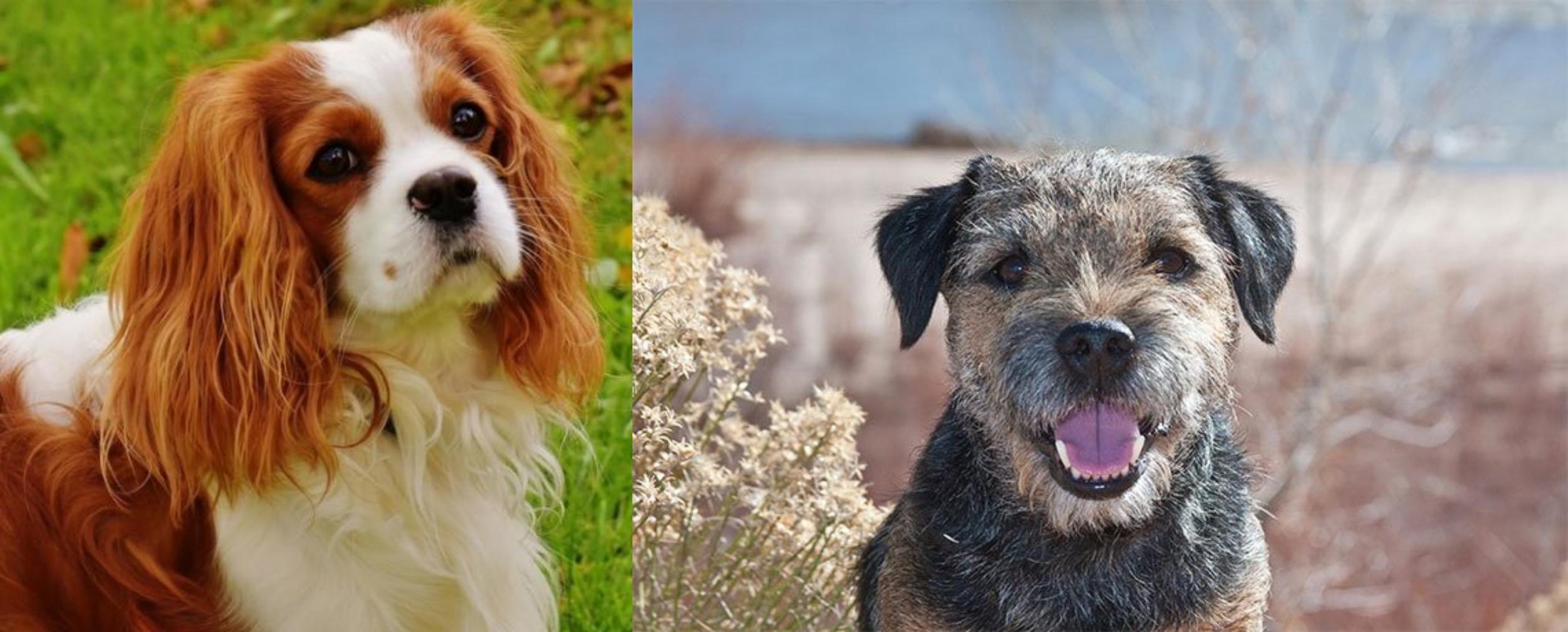 Cavalier King Charles Spaniel vs Border Terrier Breed