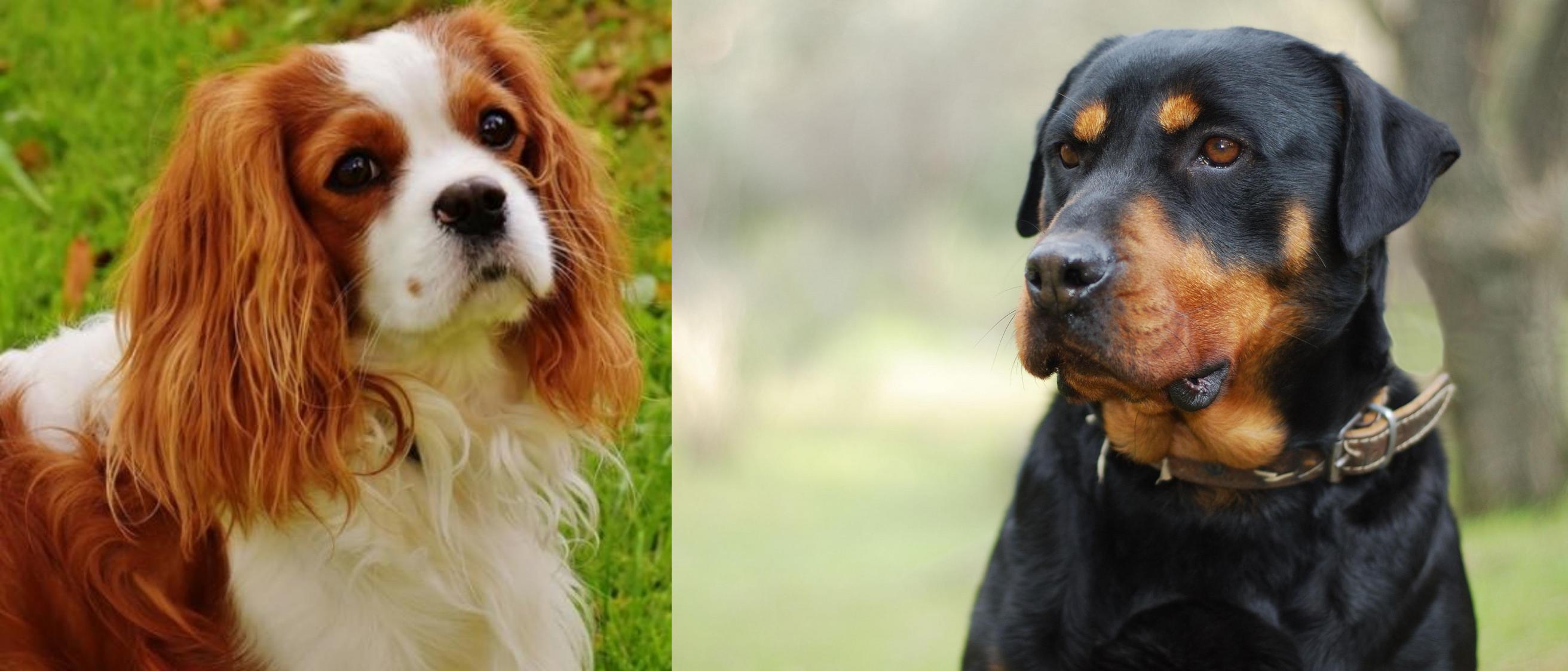 Cavalier King Charles Spaniel vs Rottweiler Breed Comparison