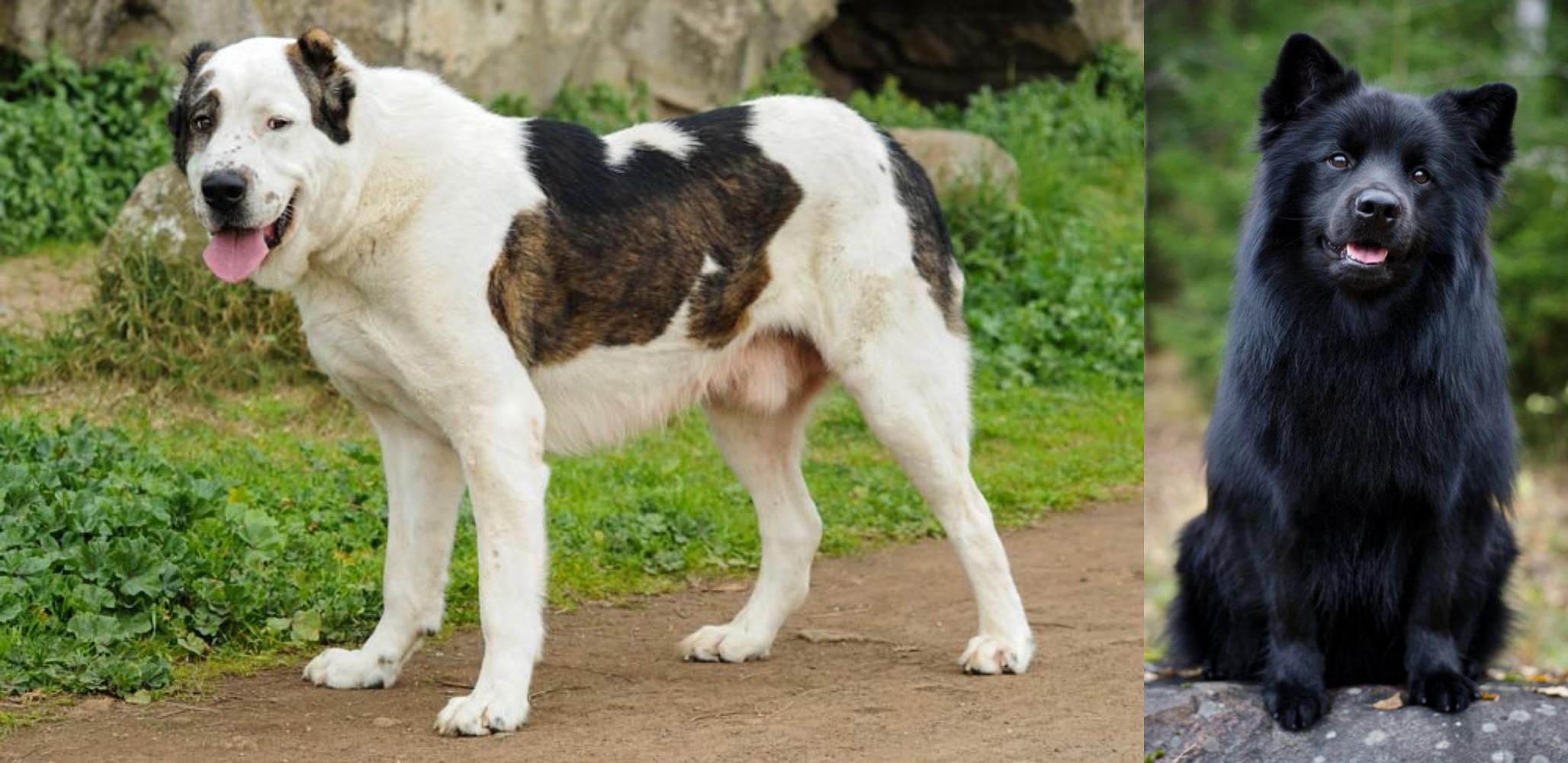 Swedish Lapphund vs Central Asian Shepherd - Breed Comparison