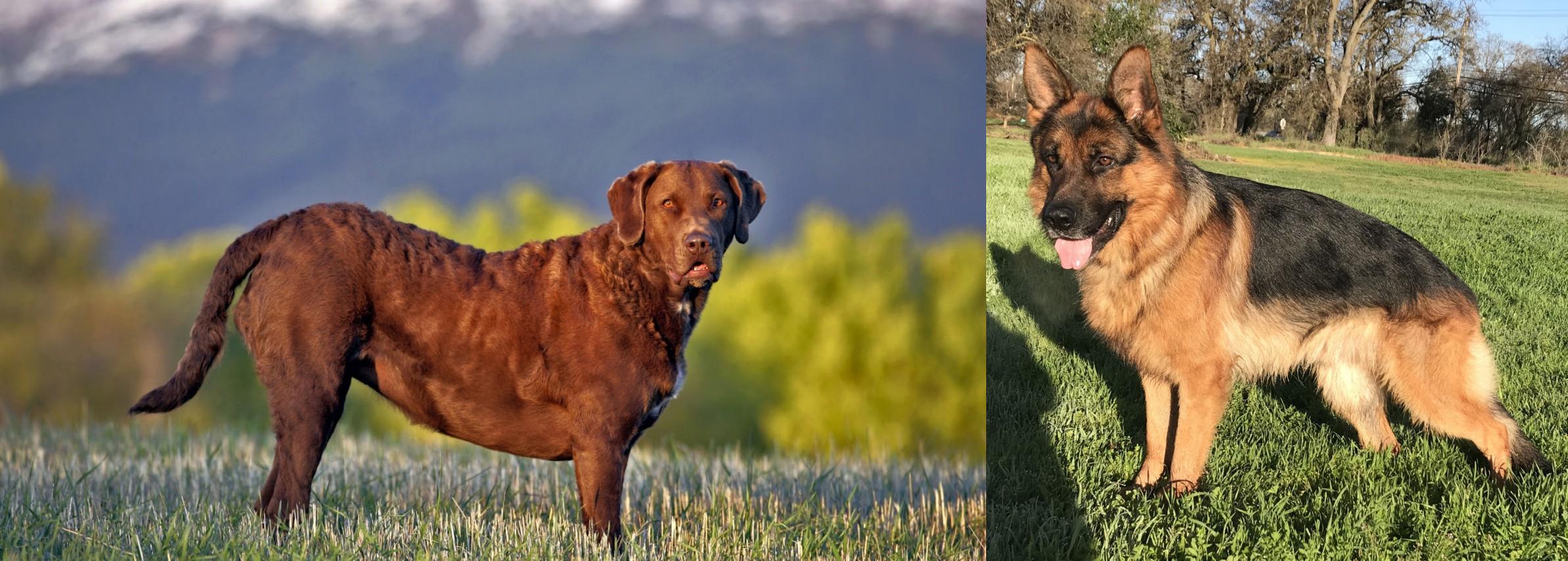 chesapeake bay retriever german shepherd mix