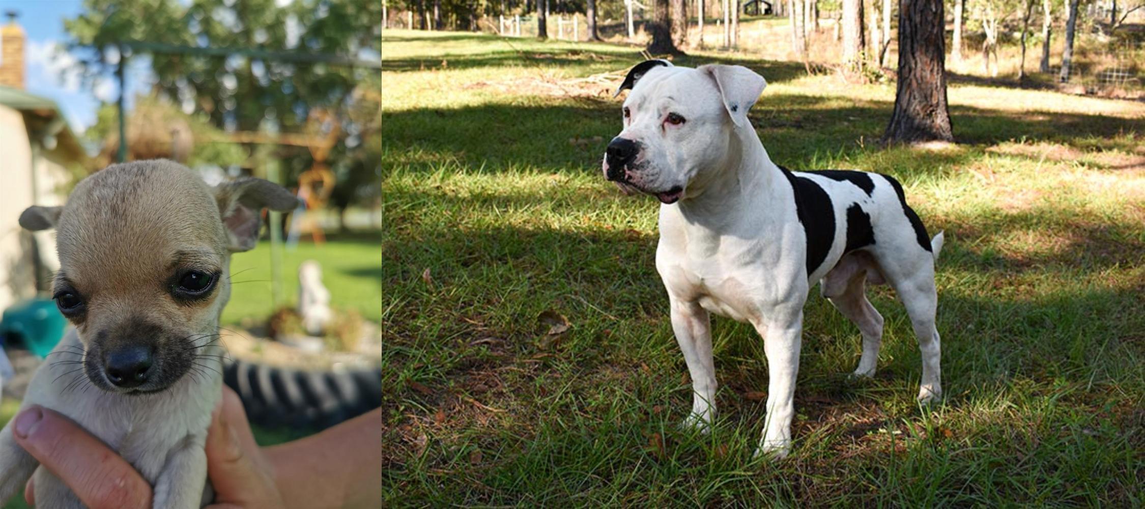 american bulldog and chihuahua