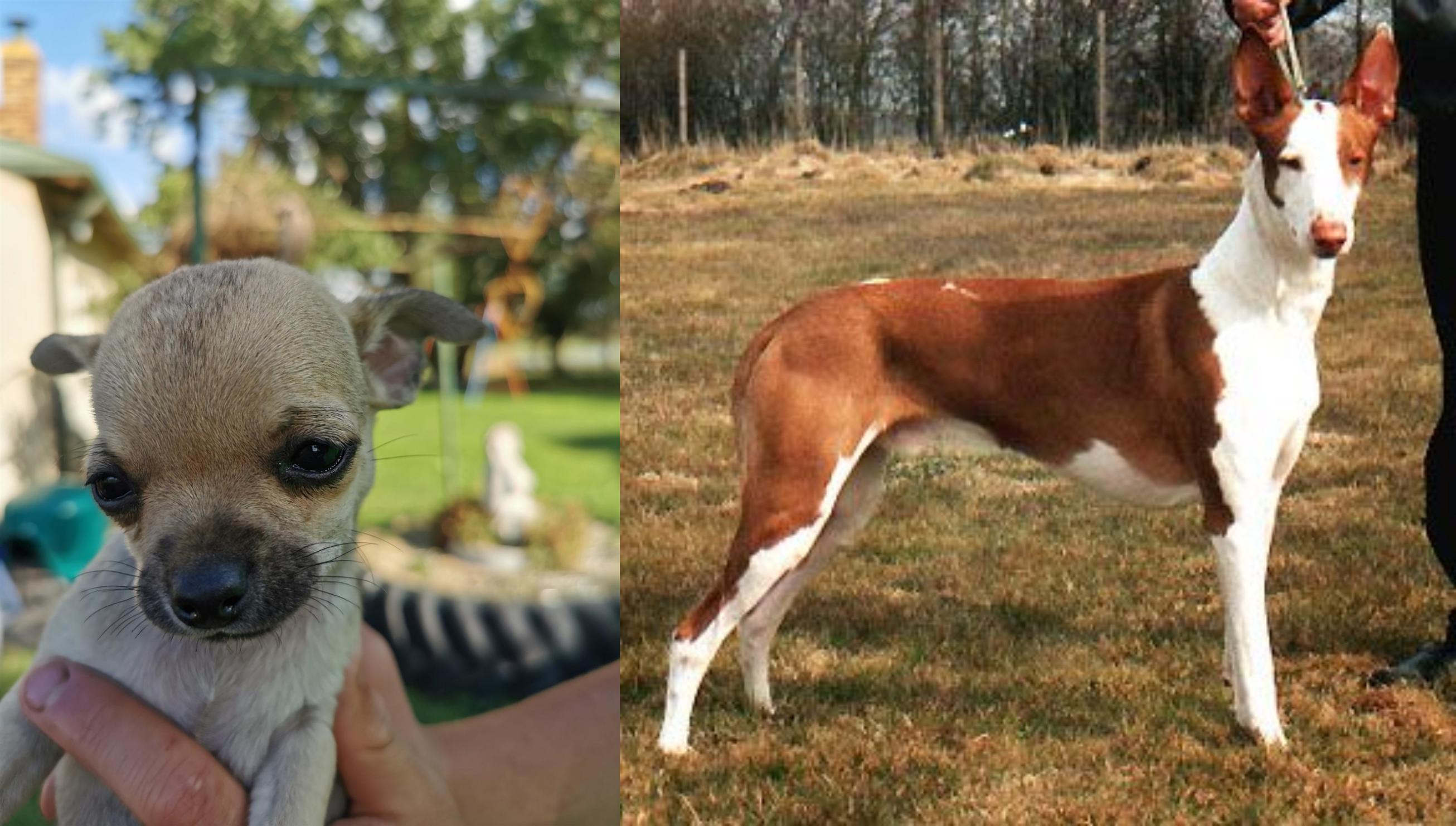 Podenco Canario vs Chihuahua Breed Comparison Petzlover