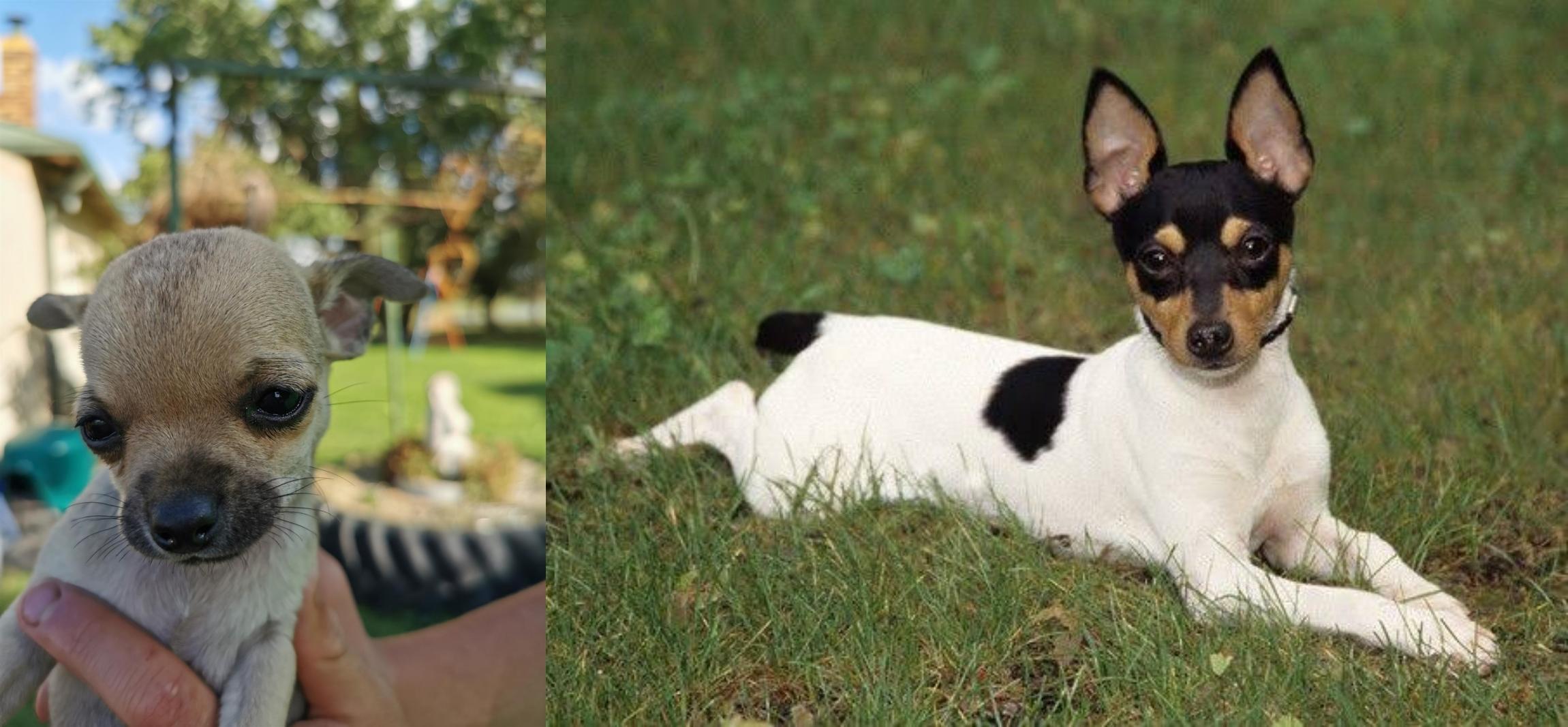 Toy Fox Terrier vs Chihuahua Breed Comparison Petzlover