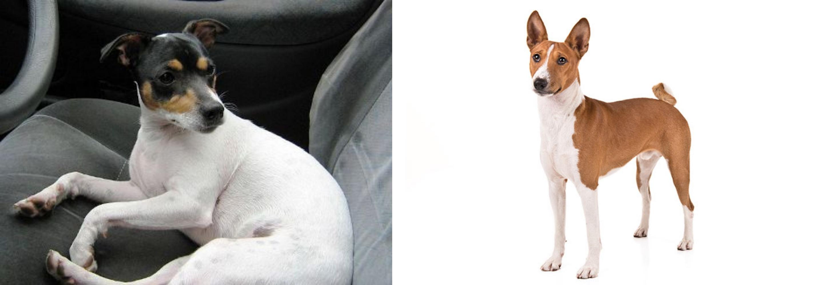 basenji fox