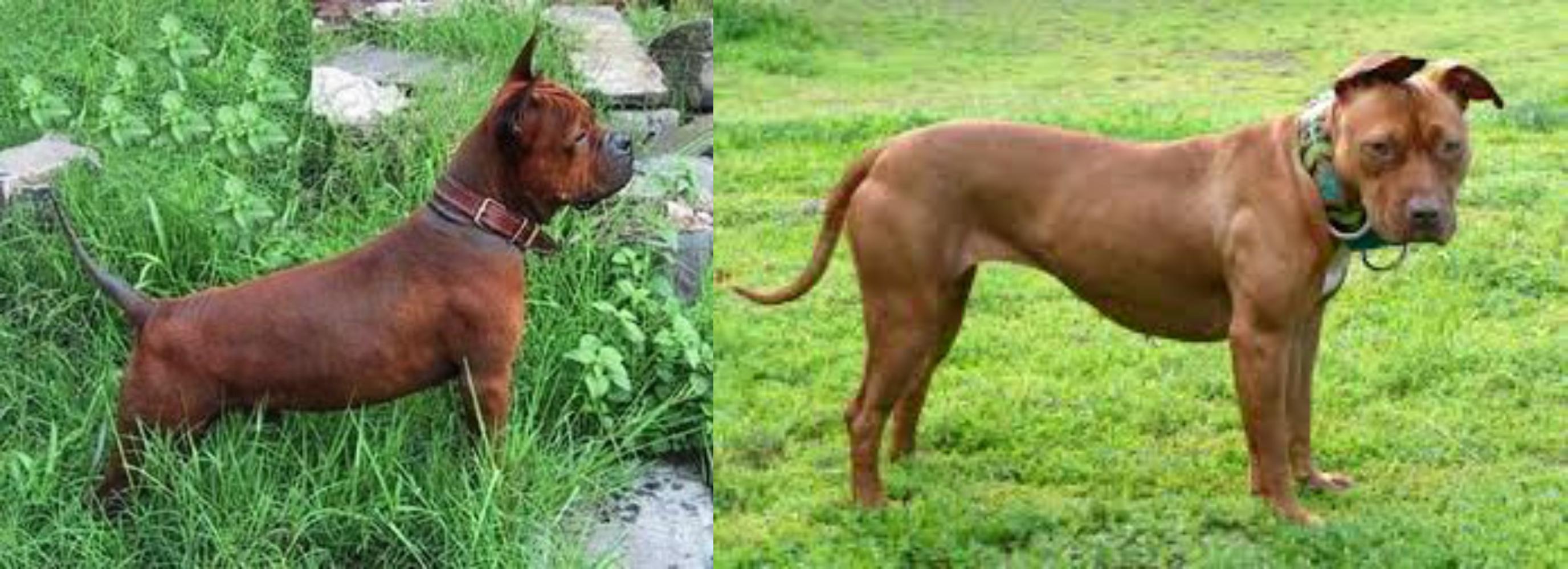 chinese pitbull for sale