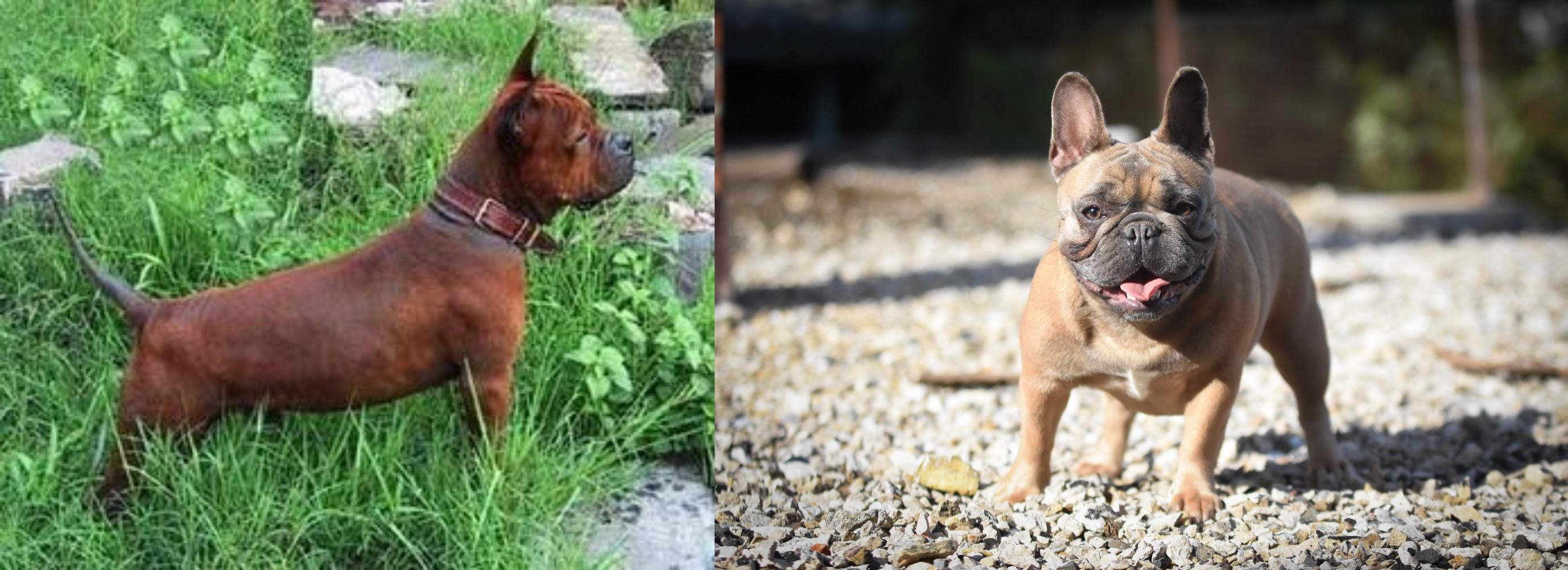 Chinese Chongqing Dog Vs French Bulldog Breed Comparison