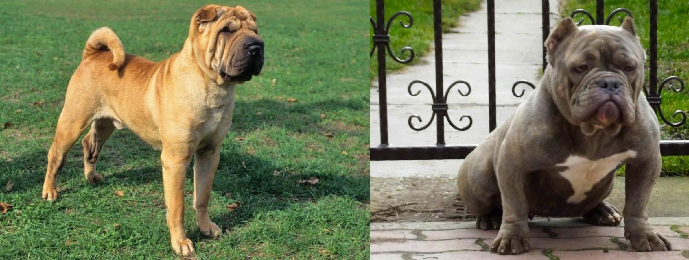 Chinese Shar Pei vs American Bully Breed Comparison