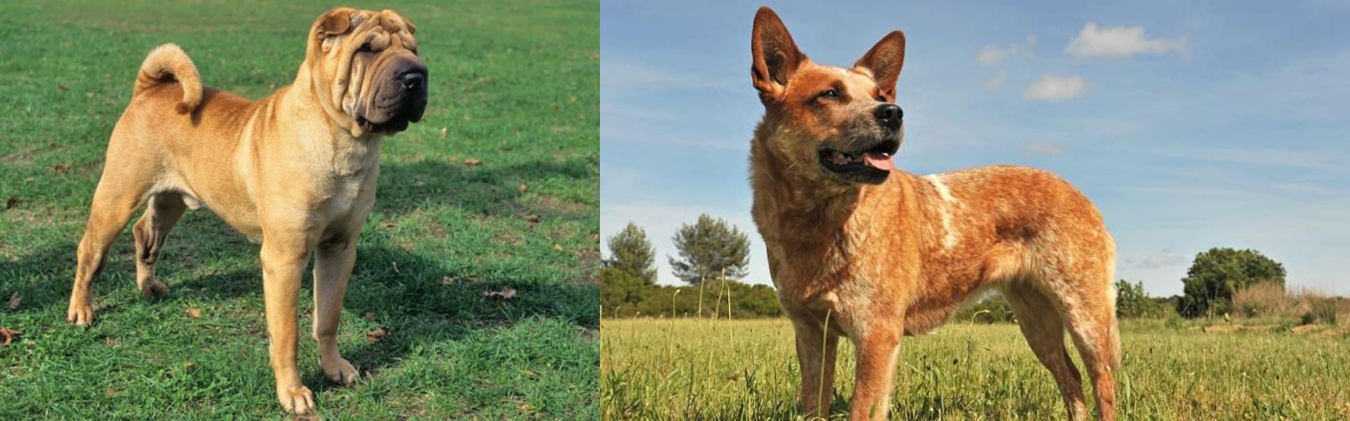 Chinese Shar Pei Vs Australian Red Heeler Breed Comparison